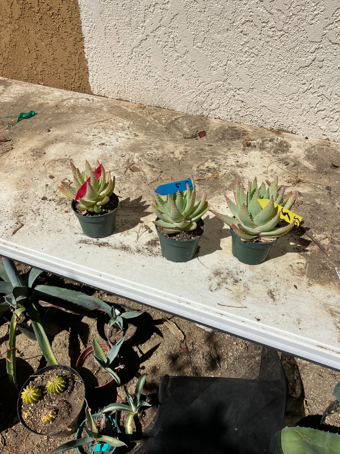 Aloe Brevifolia Succulent 6" Wide #61B