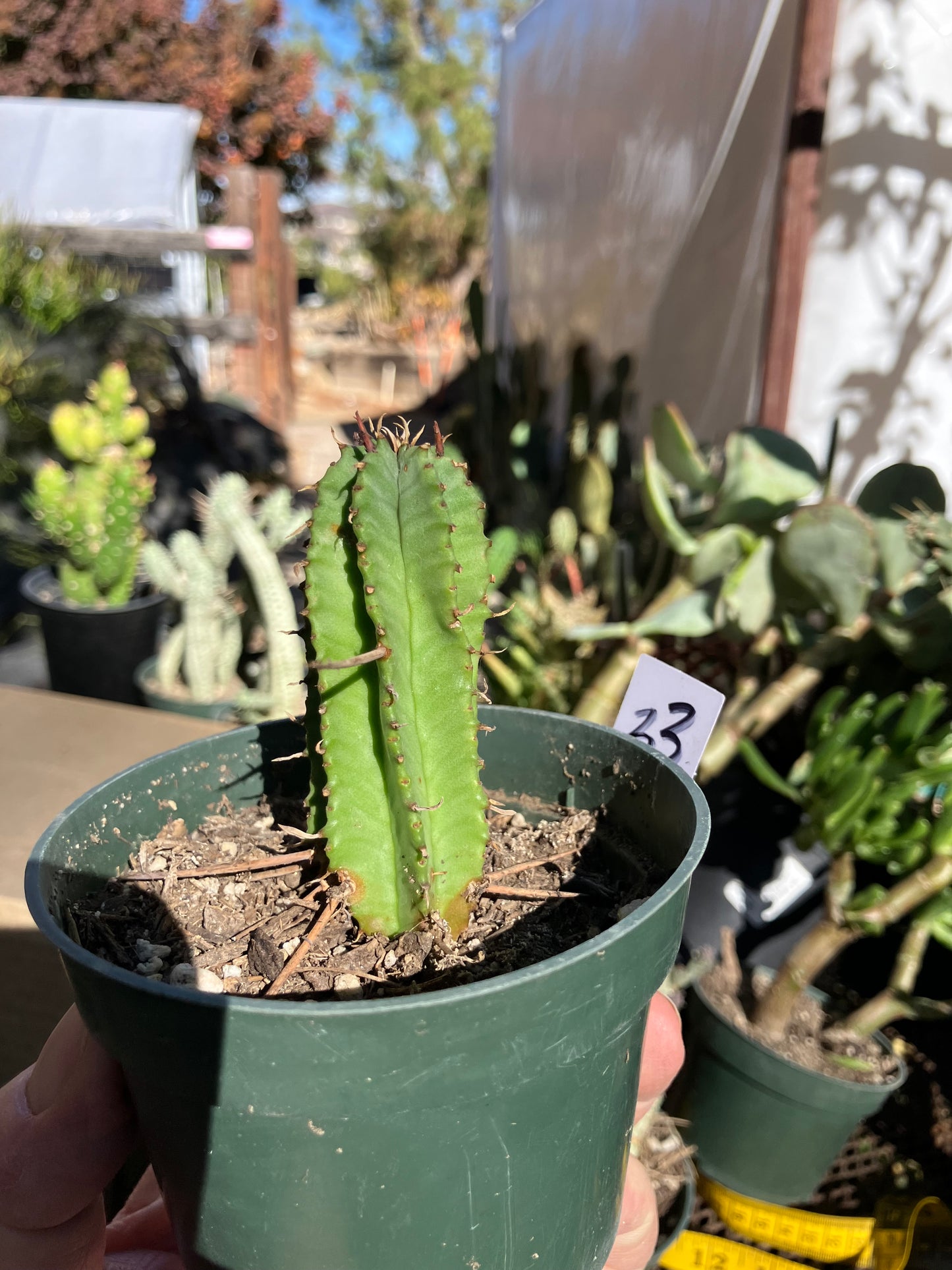 Euphorbia Horrida Noorsveldensis 3" Tall #33W