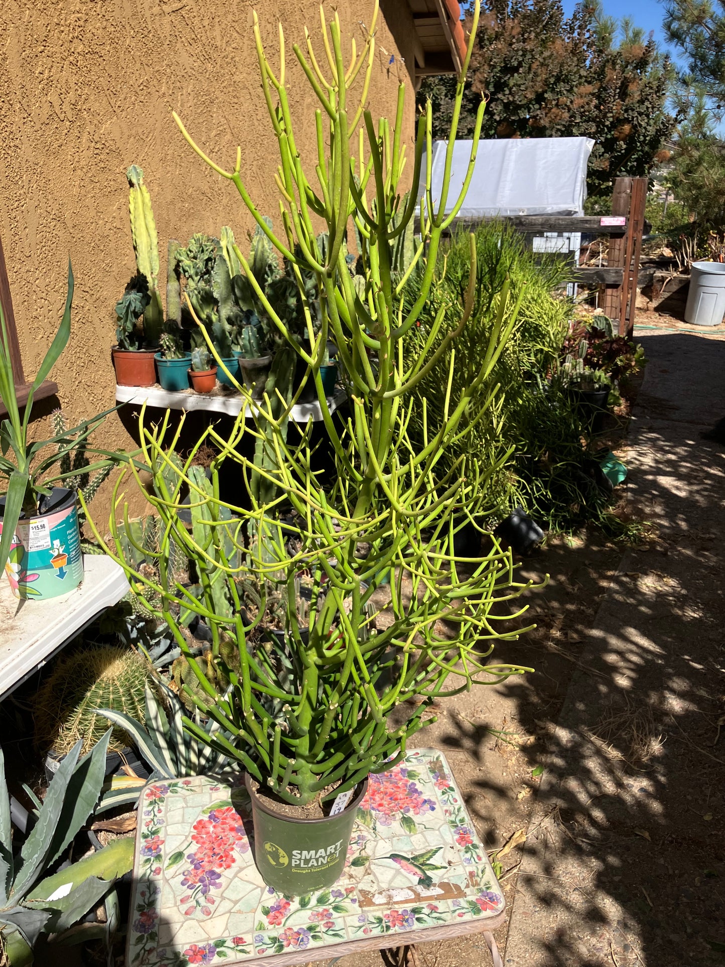 Euphorbia tirucalli Pencil Cactus/Succulent 35"Tall 19"Wide #12B