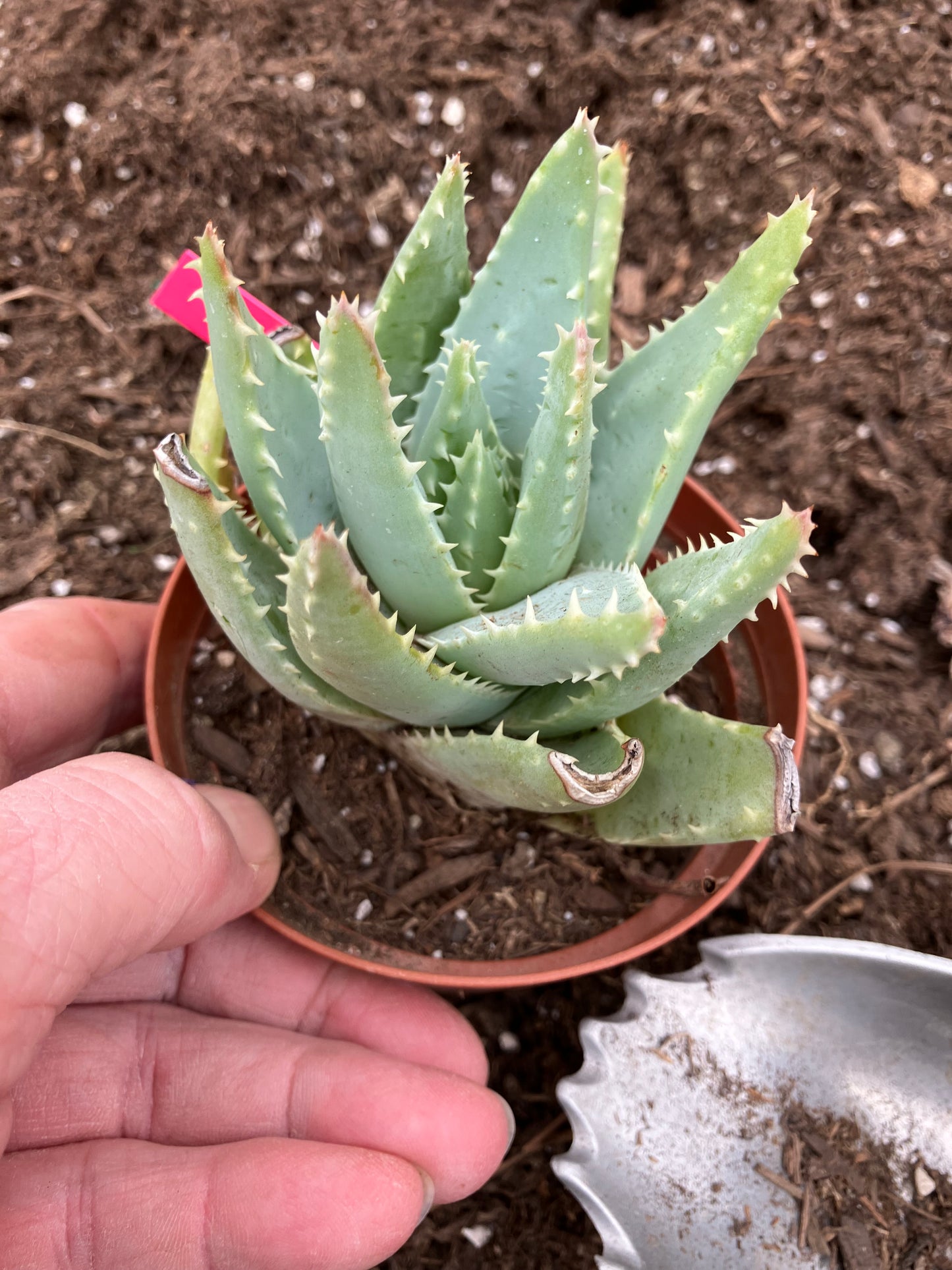 Aloe Brevifolia Short Leaf Aloe  Succulent 3" Wide #21P