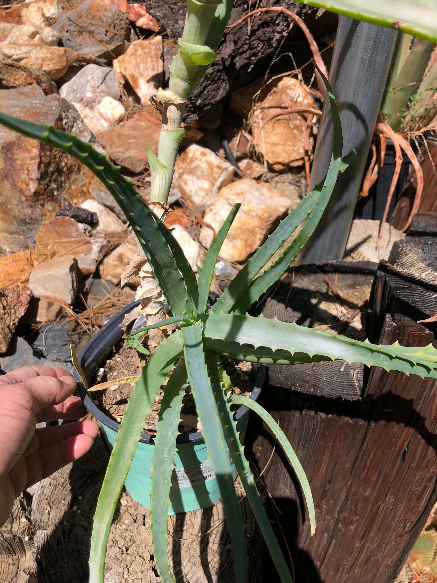 Aloe arborescens "Torch Aloe" 6 Year Old Living Plant Well Rooted 26" Tall #506Y