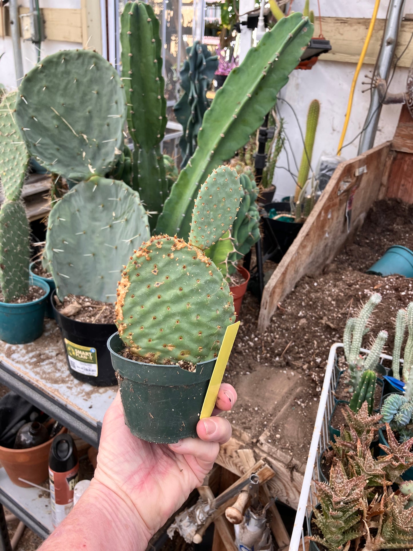 Opuntia ‘Orange Chiffon’ 6.5”Tall 3.5”Wide #2y