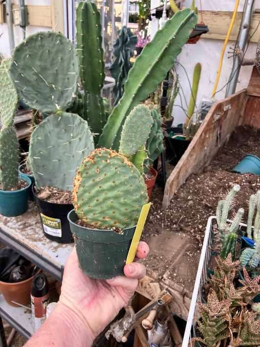 Opuntia ‘Orange Chiffon’ 6.5”Tall 3.5”Wide #2y