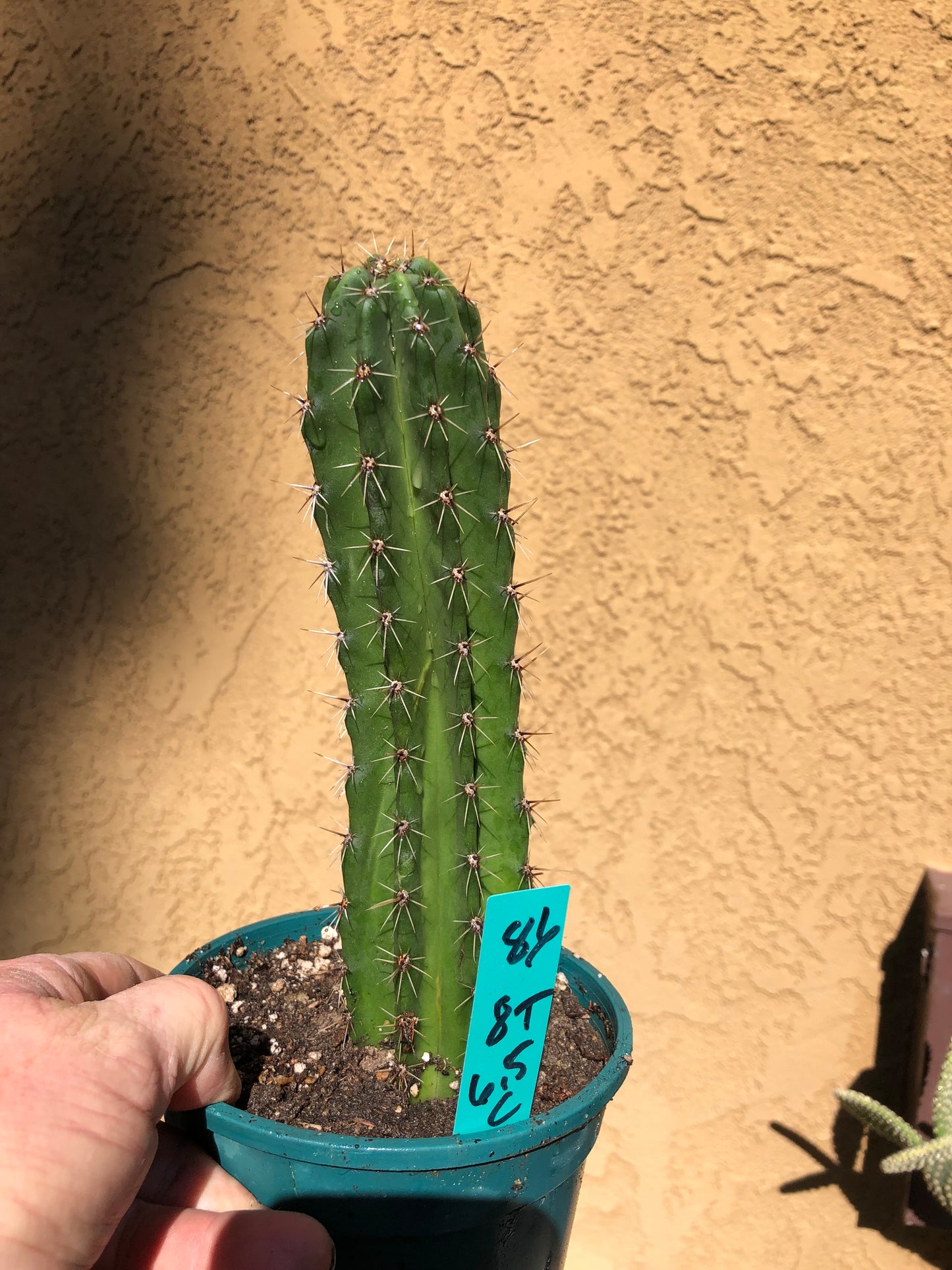 Pachycereus pecten-aboriginum Hairbrush Cactus 8"Tall #86G