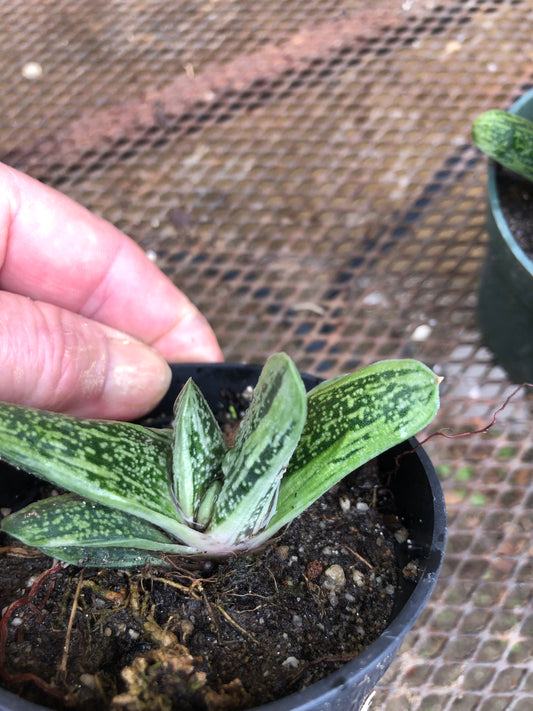 Gasteria Little Warty 3.5”W