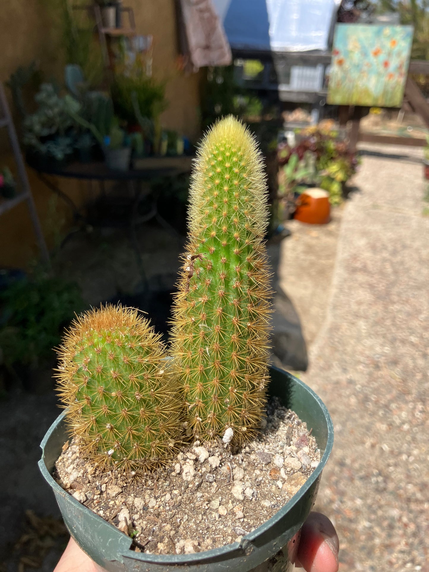 Cleistocactus winteri Golden Rat Tail Cactus 3.5”Tall #4P