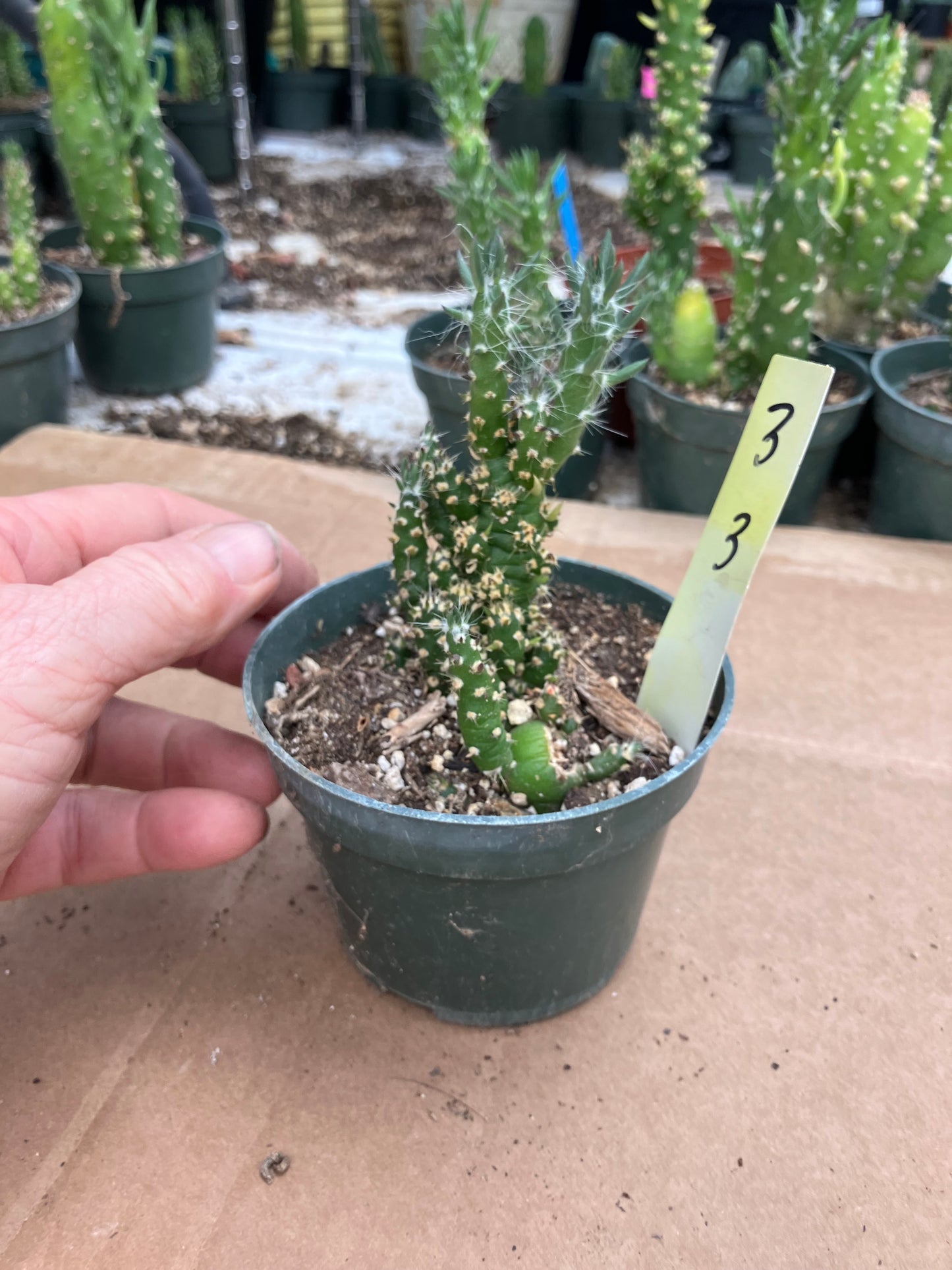 Austrocylindropuntia Cactus Gumbi Mini Eve's Needle 3"Tall #3Y