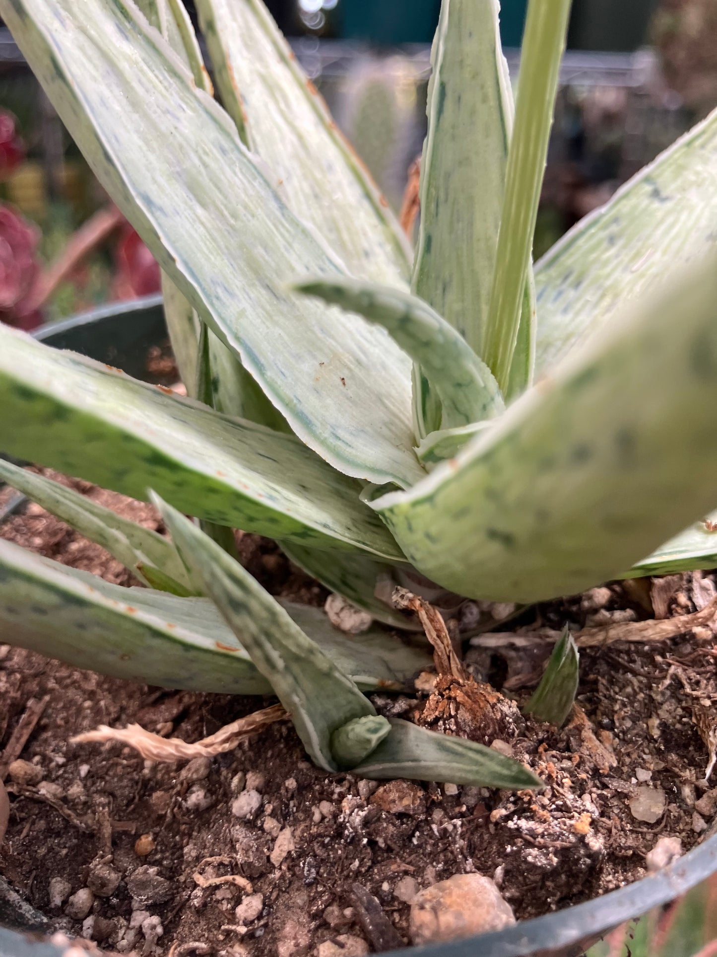 Aloe Hybrid Snow Drift Succulent 6”Wide #60R