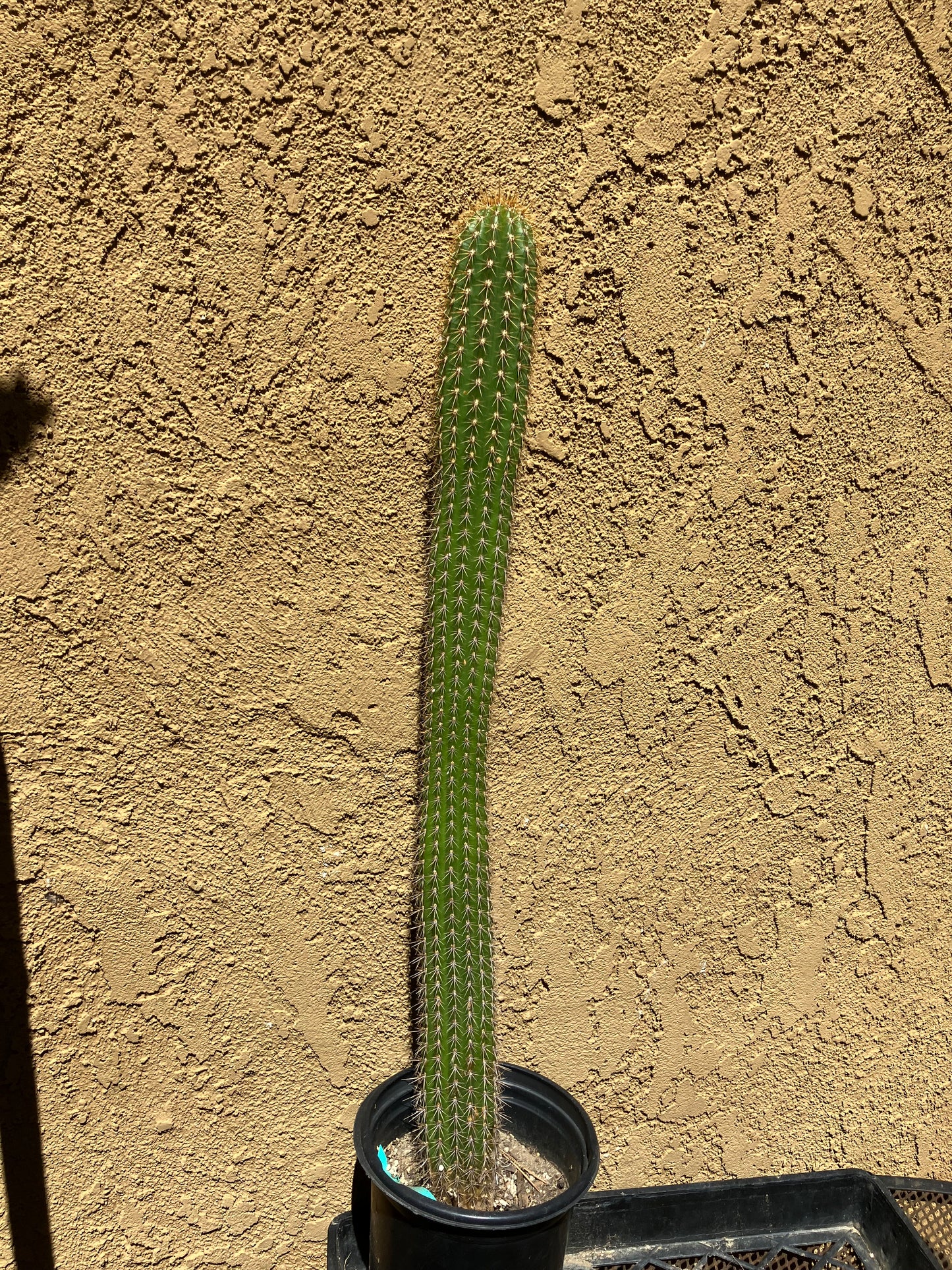 Golden Torch Cactus - Trichocereus spachianus 17" Tall #17G