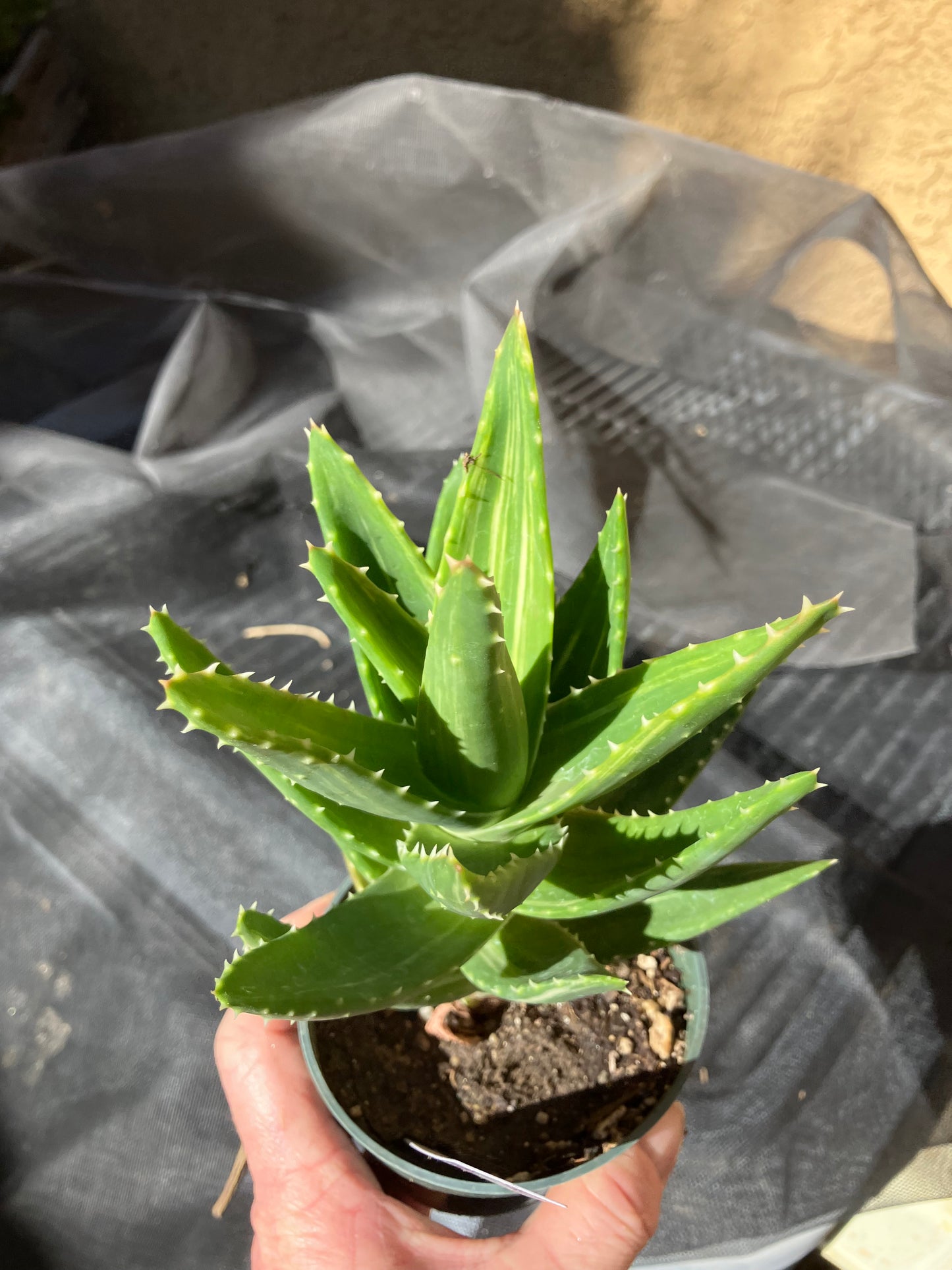 Aloe nobilis  Succulent 6" Tall #196W