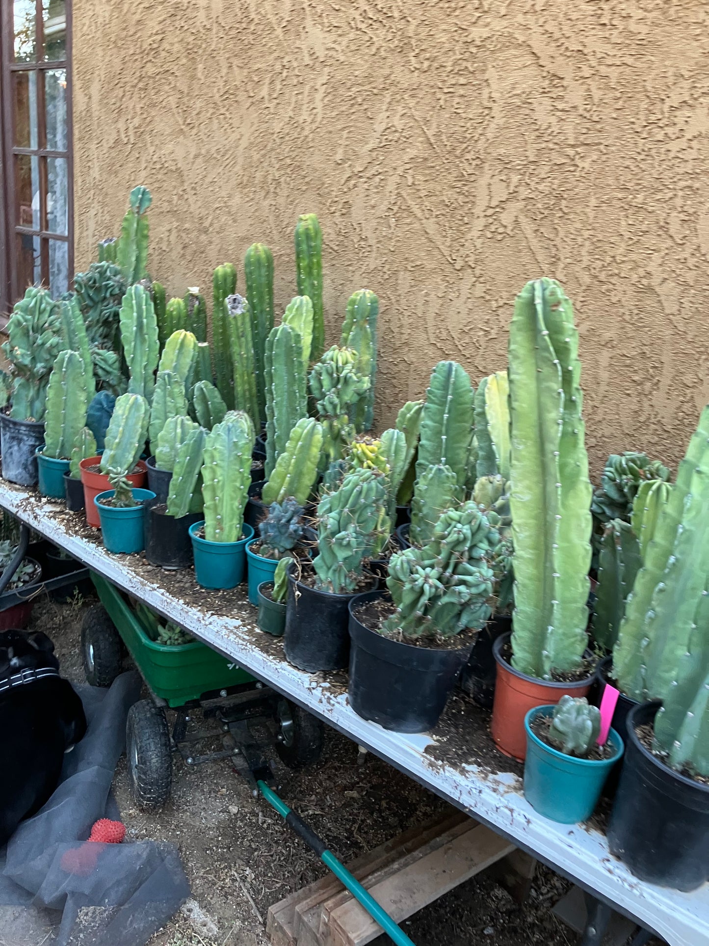 Cereus Peruvianus Monstrose Night Blooming 14”Tall #84W