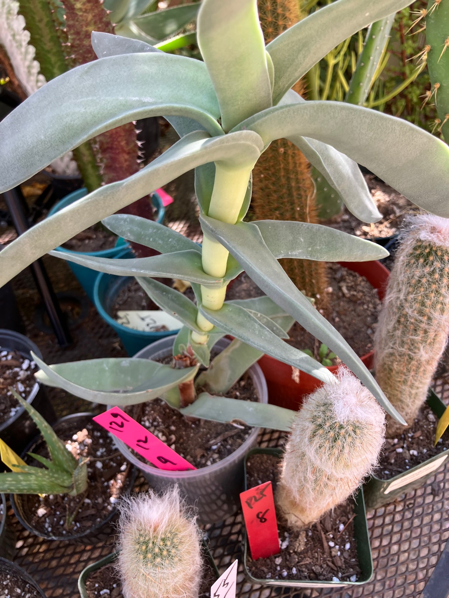 Crassula falcata Airplane Plant  12"Tall  #129p