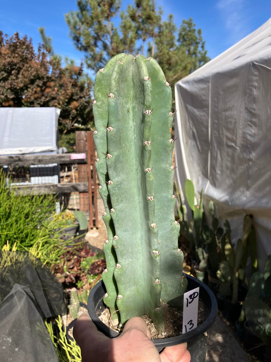 Cereus Peruvianus Night Blooming 13”Tall #130W