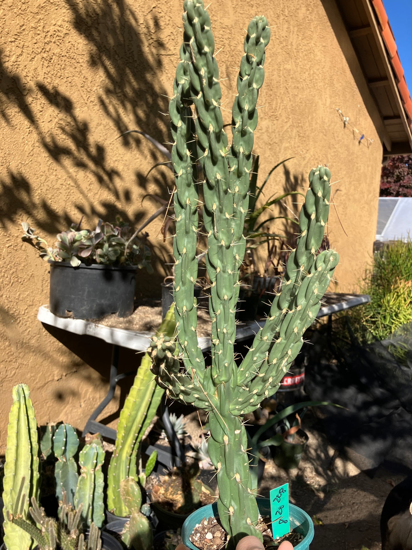 Cholla Cylindropuntia Imbricata  Buckhorn 20”Tall #208G