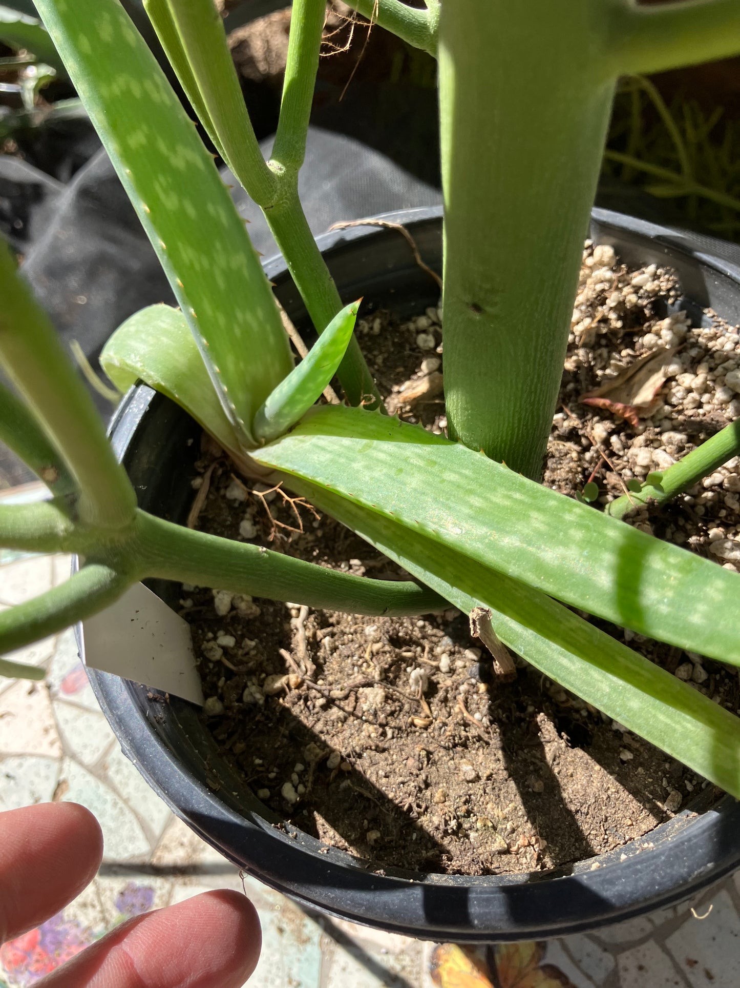 Euphorbia tirucalli Pencil Cactus/Succulent 38"Tall 18"Wide #93W