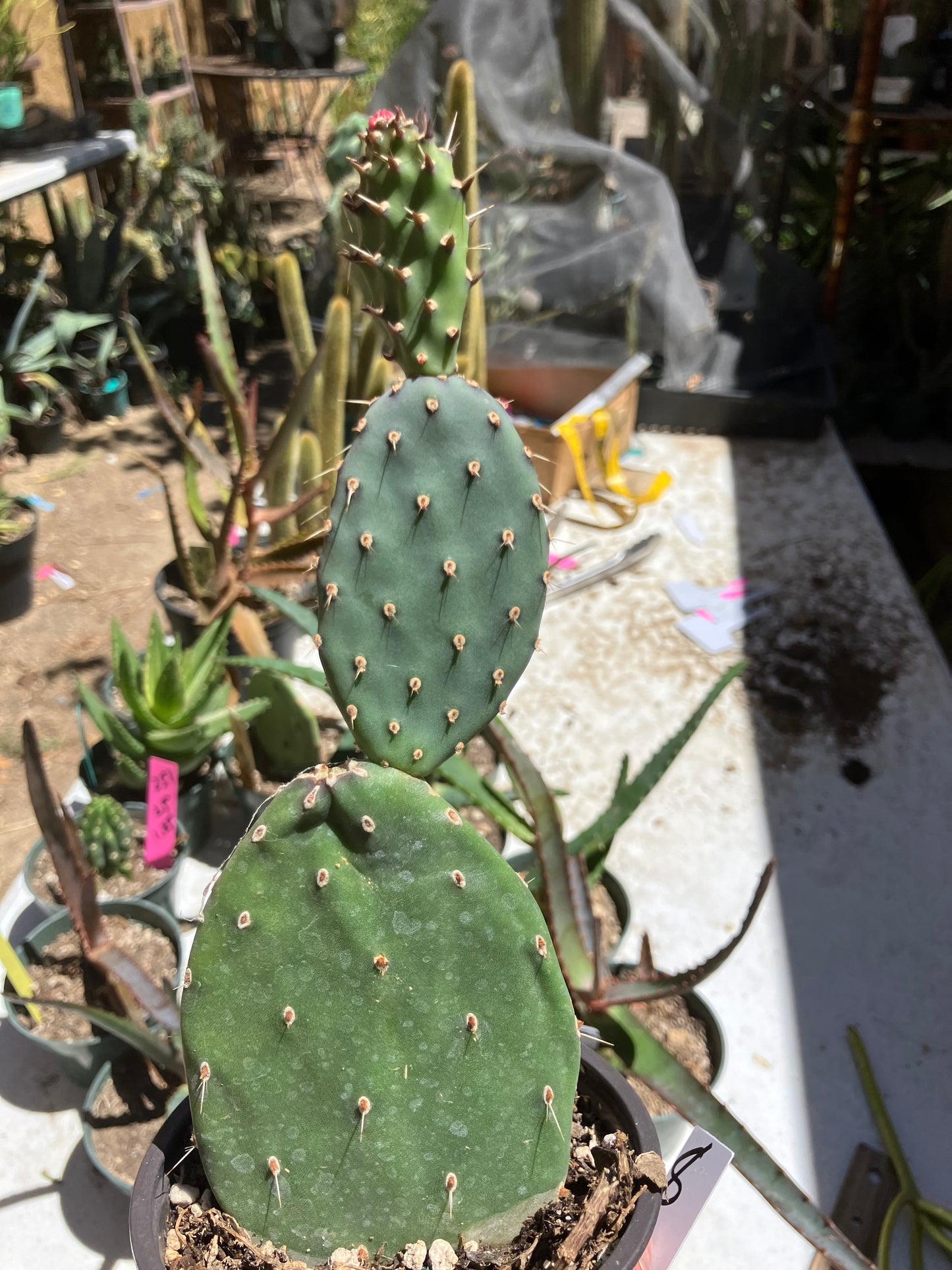 Opuntia quitensis Red Buttons Cactus 8" Tall #8W