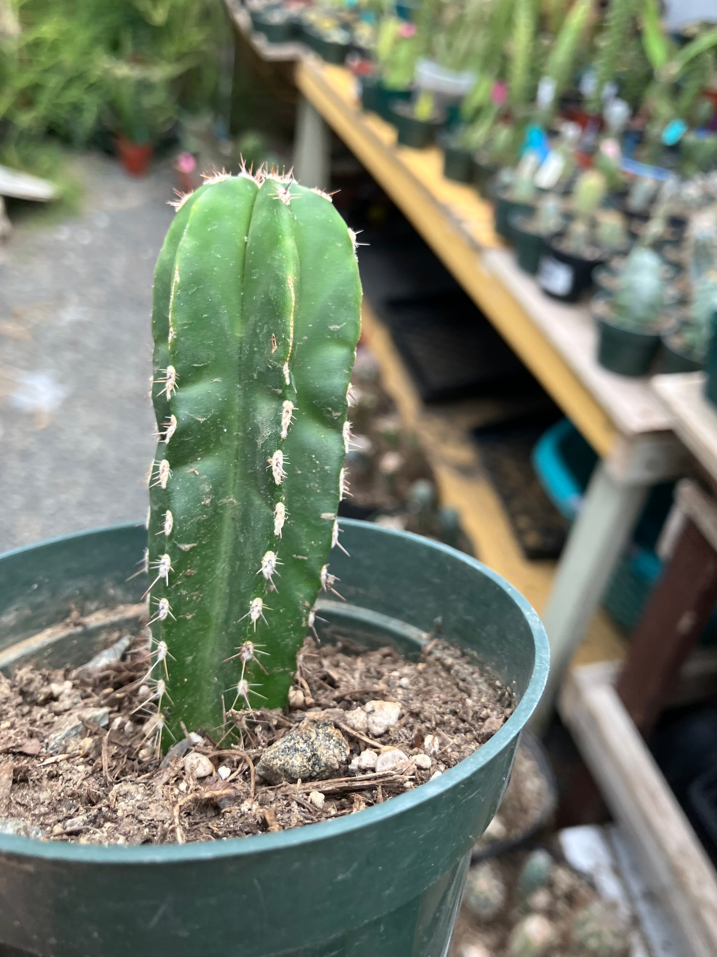 Pachycereus marginatus  Mexican Fence Post Cactus 3"Tall #30W