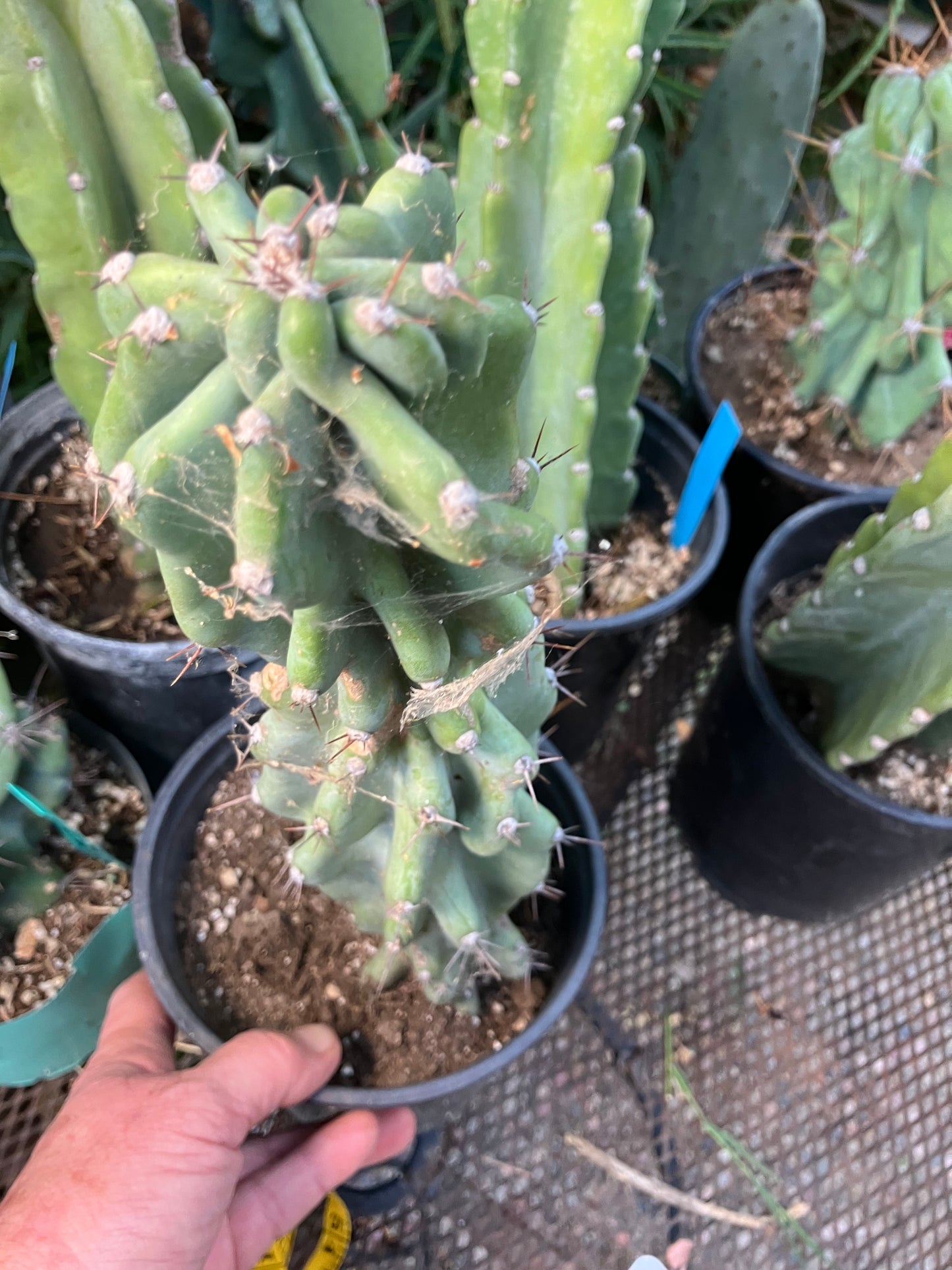 Cereus Peruvianus Monstrose Night Blooming 14”Tall #84W