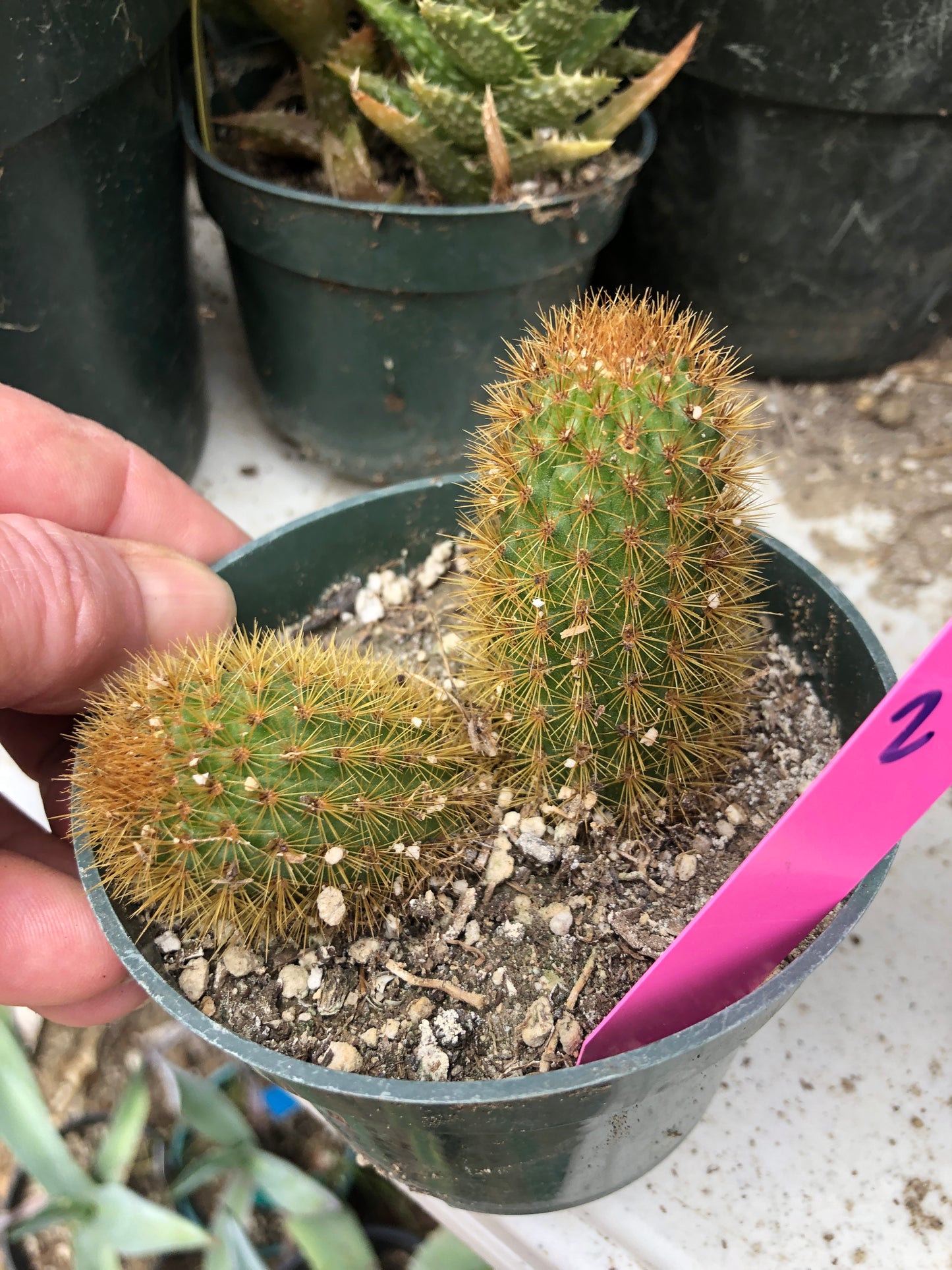 Cleistocactus winteri Golden Rat Tail Cactus 2.5”Tall #26P