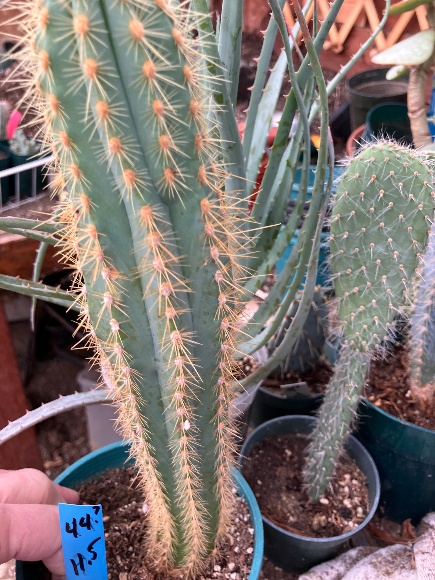 Pilosocereus Piauhyensis Gorgeous Thick Specimen 11.5” Tall #44B