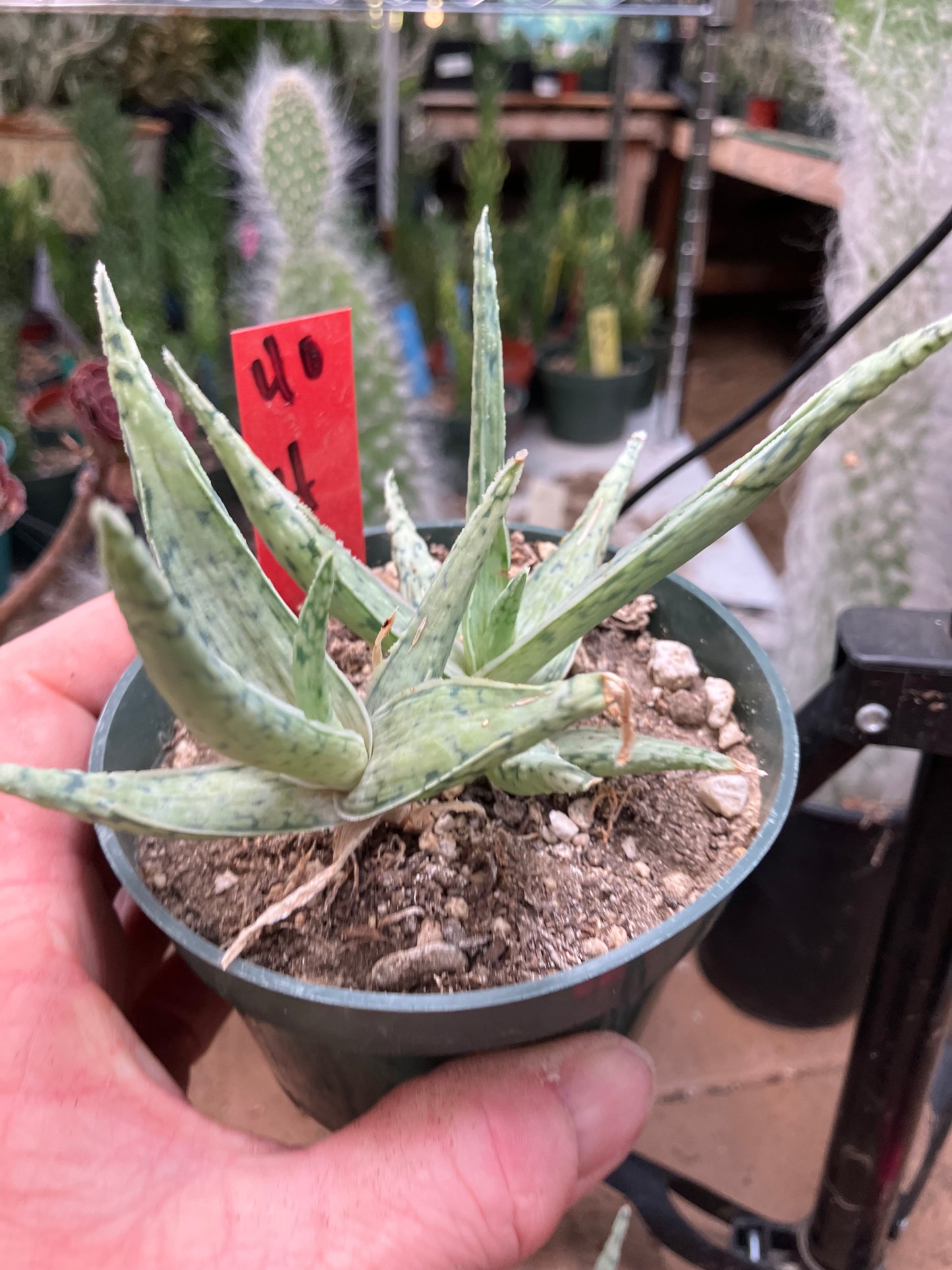 Aloe Hybrid Snow Drift Succulent 4”Wide #40R