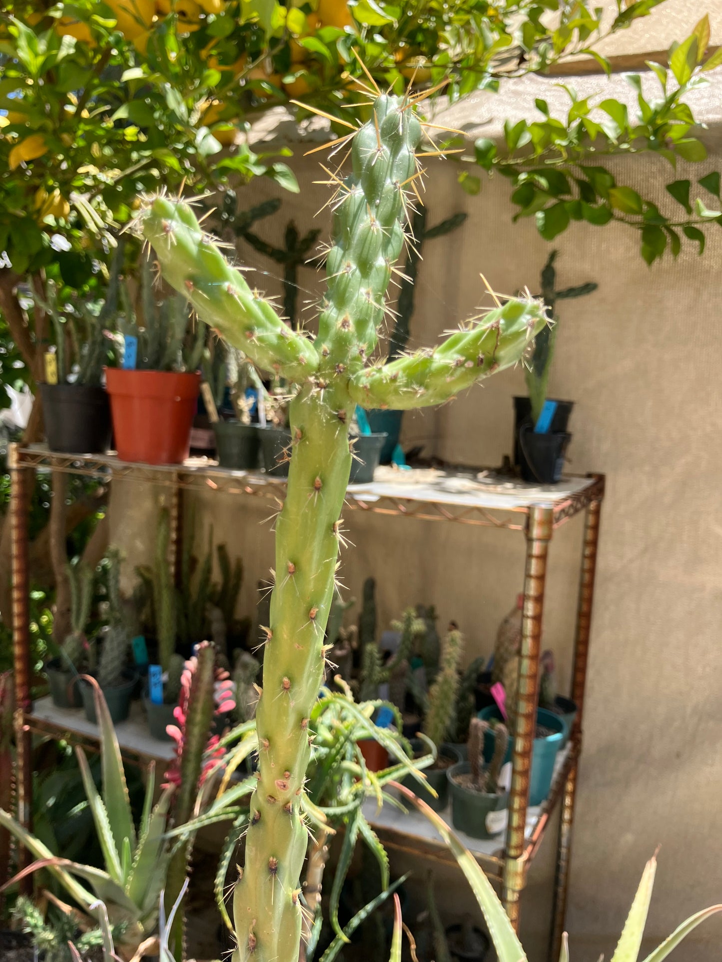 Cholla Cylindropuntia  Buckhorn  Cactus 17”Tall #91G*