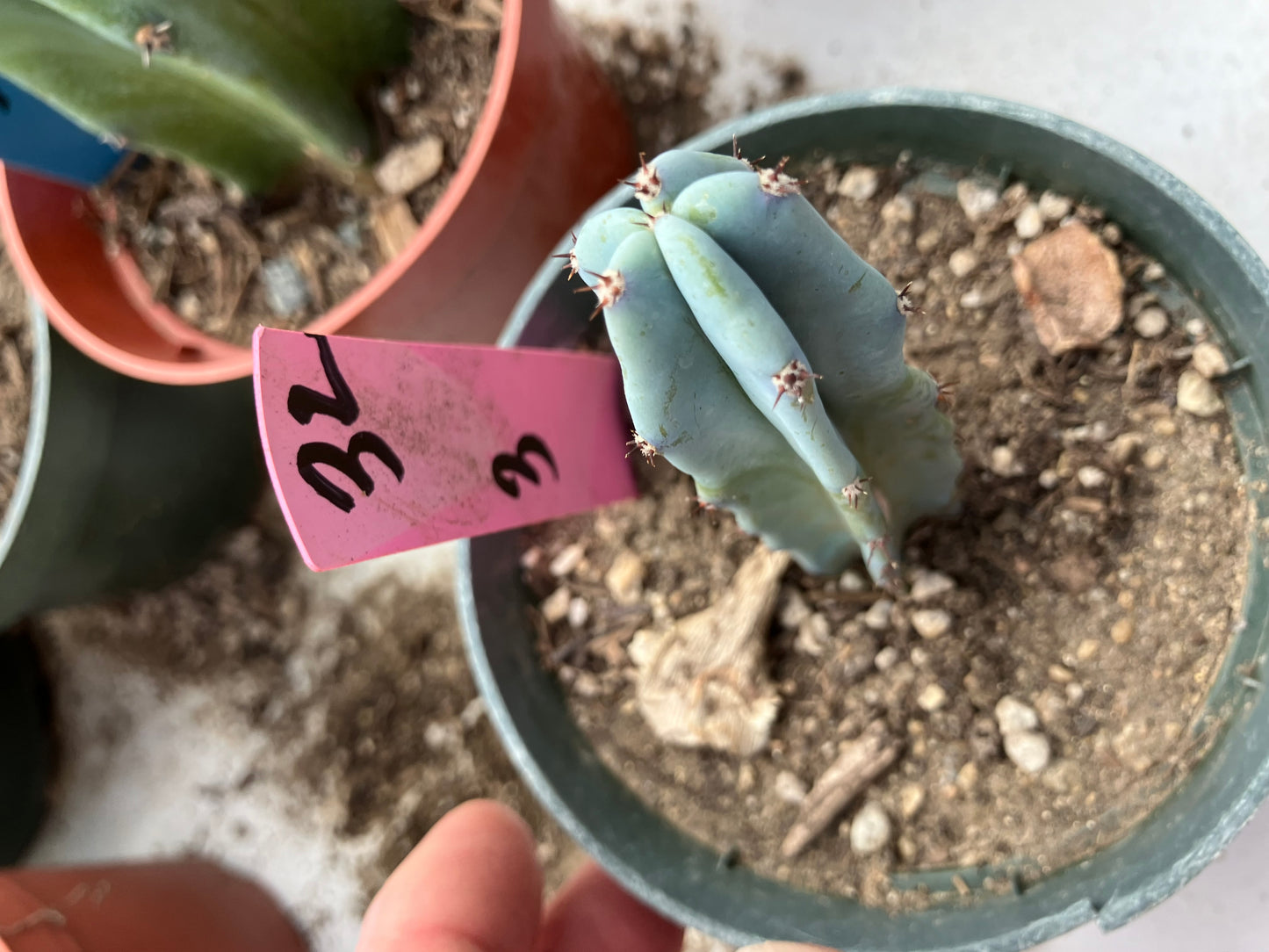 Myrtillocactus geometrizans Blue Myrtle Cactus 3"Tall #32P