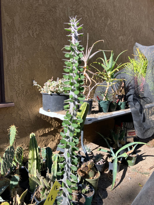 False Ocotillo Alluaudia Procera 16”Tall #16Y