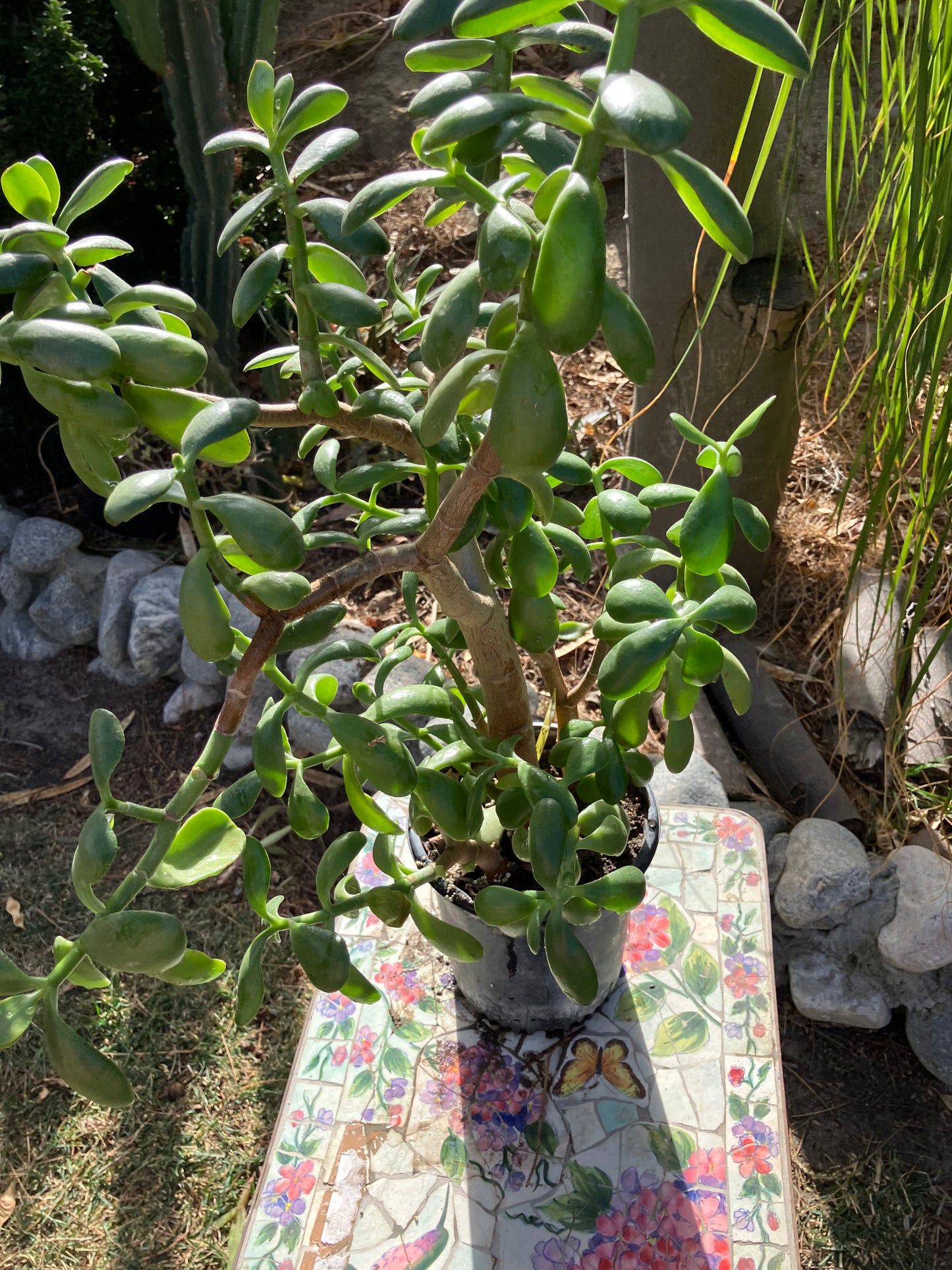 Crassula Ovata Money Jade 22”T 16"W #6Y