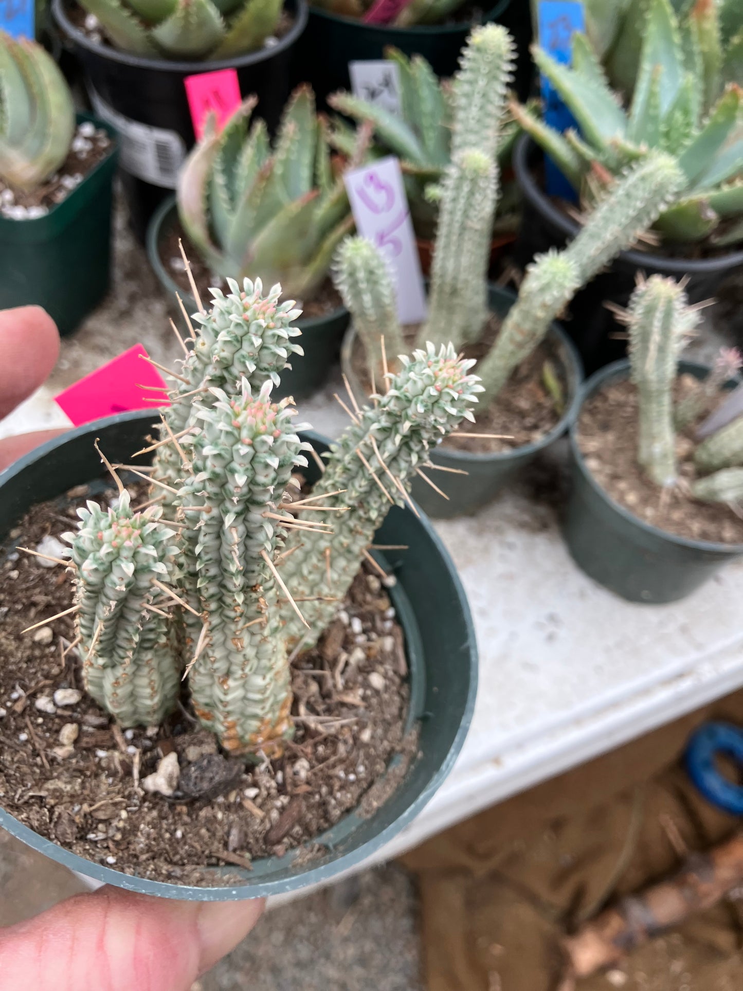 Euphorbia mammillarias variegata Corn Cob 3"Tall #11P