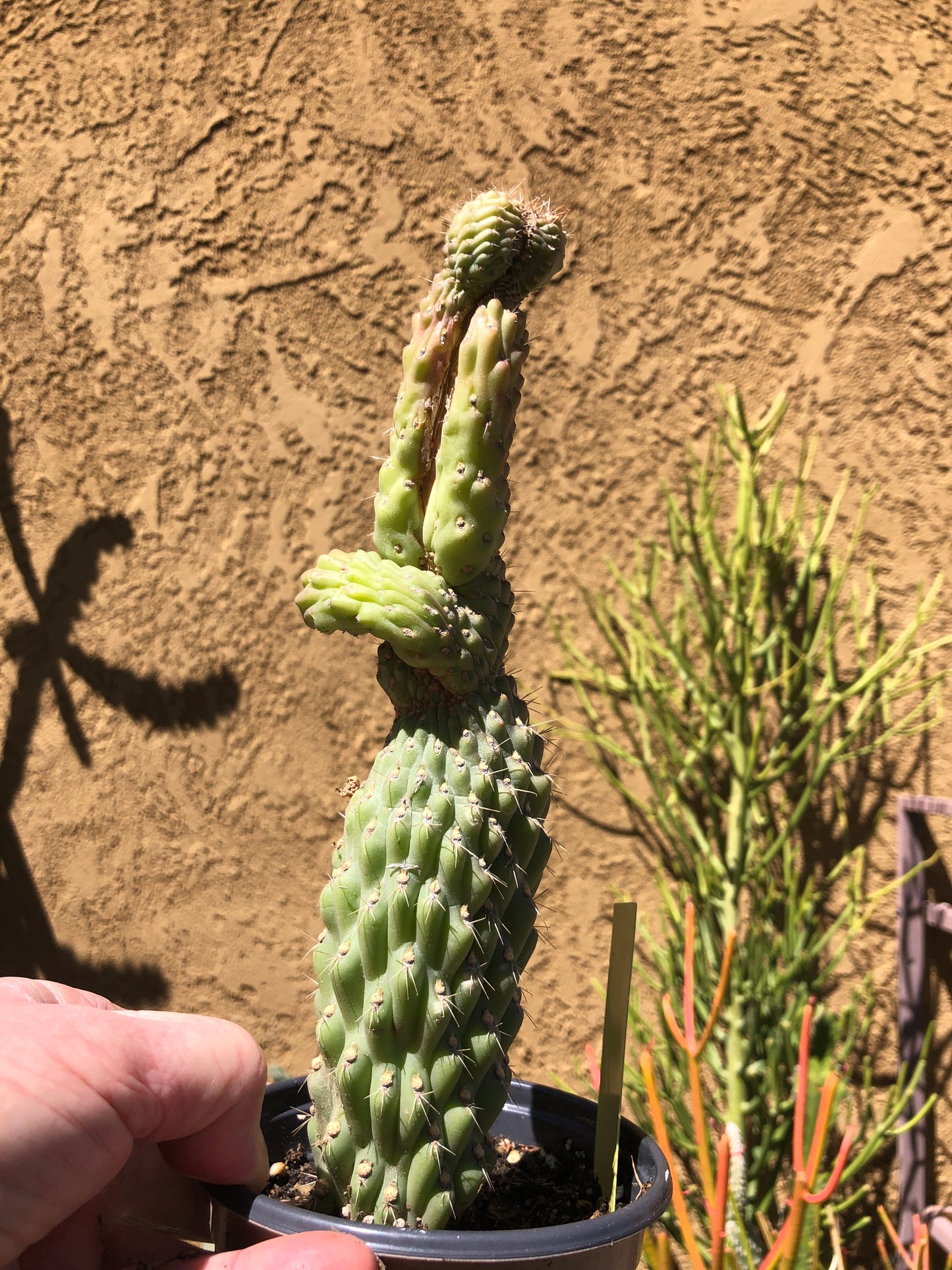 Cylindropuntia fulgida Cholla Boxing Glove Cactus Crest 9"Tall #99Y