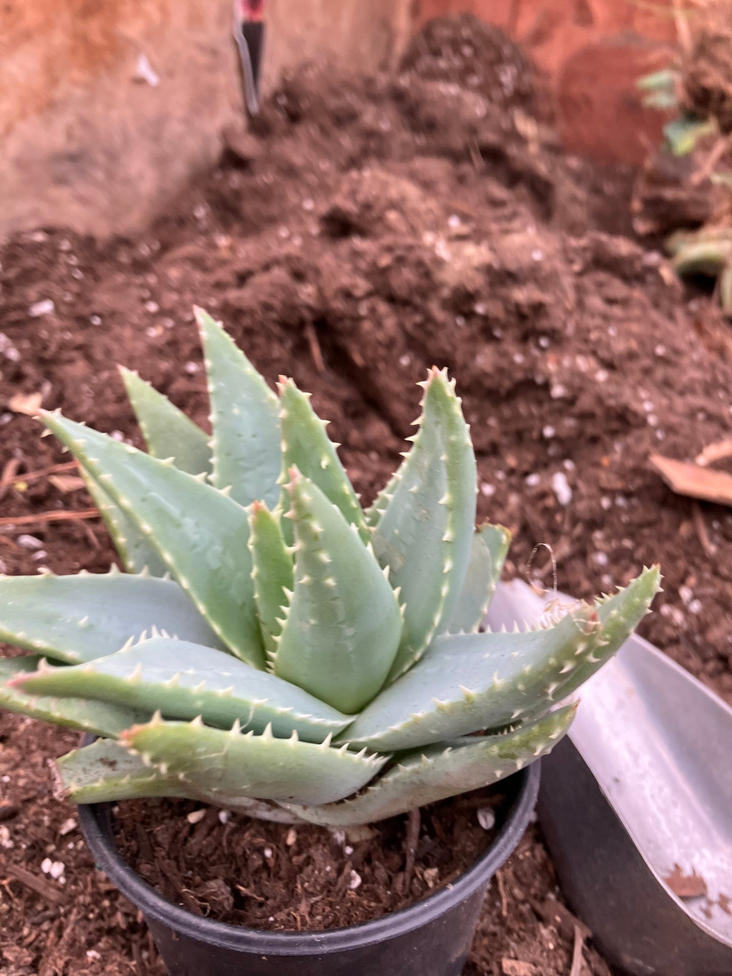 Aloe Brevifolia Short Leaf Aloe  Succulent 5" Wide #91G