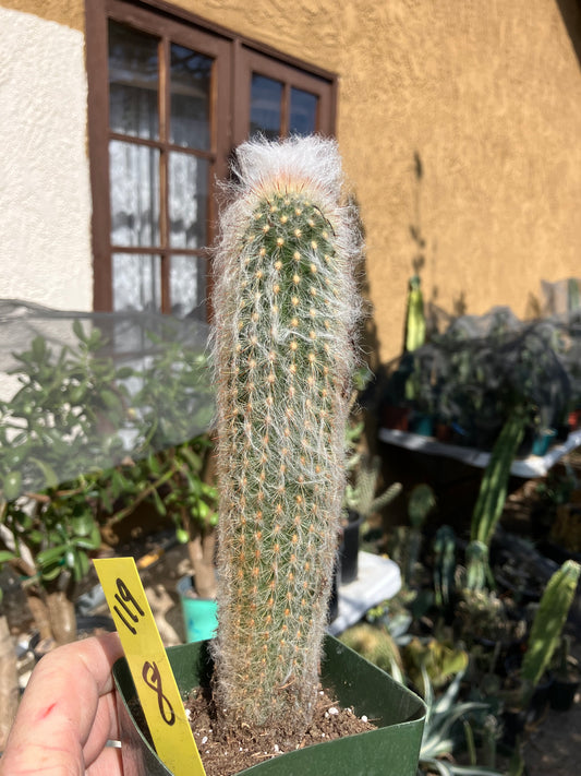 Austrocephalocereus dybowski cabega 8"Tall #109Y Torch