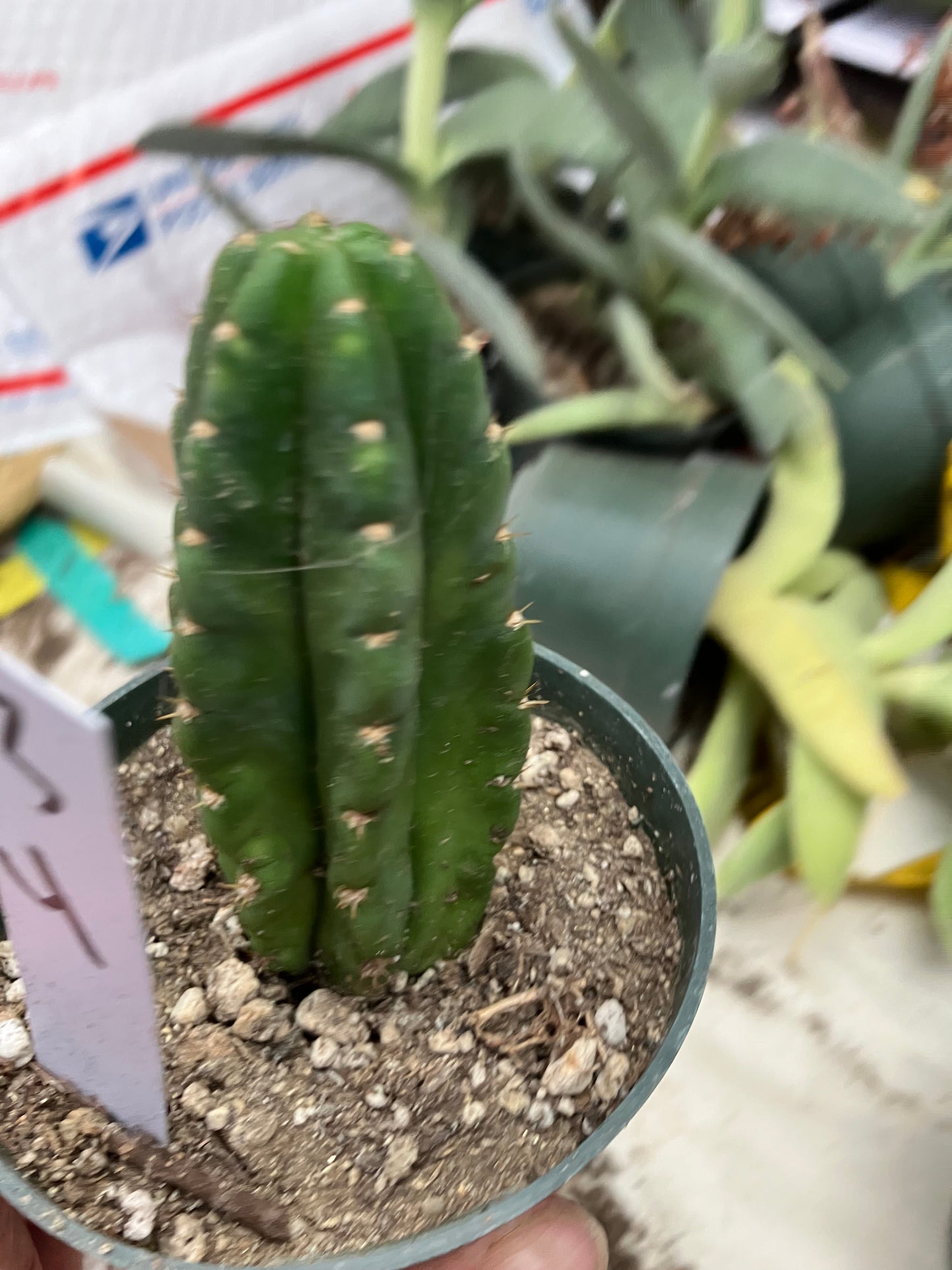 San Pedro Cactus  Trichocereus pachanoi 4"Tall #3W