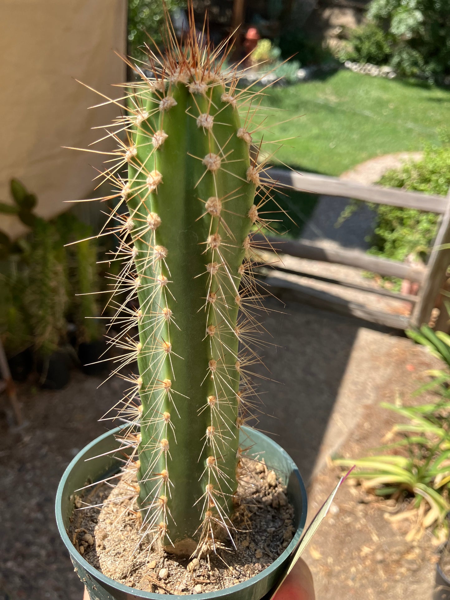 Pilosocereus gounellei Xique Cactus 7" Tall #77P