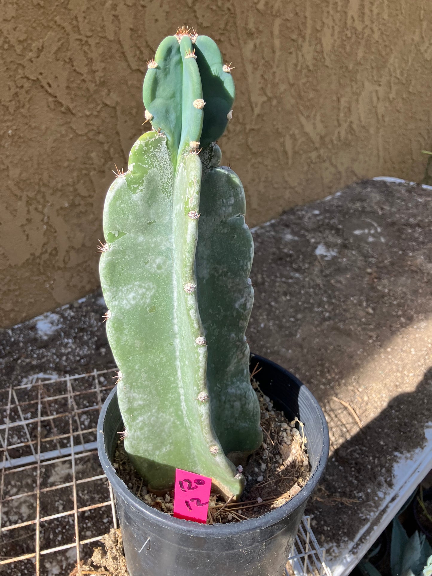 Cereus Peruvianus  Night Blooming 12"Tall  #120P