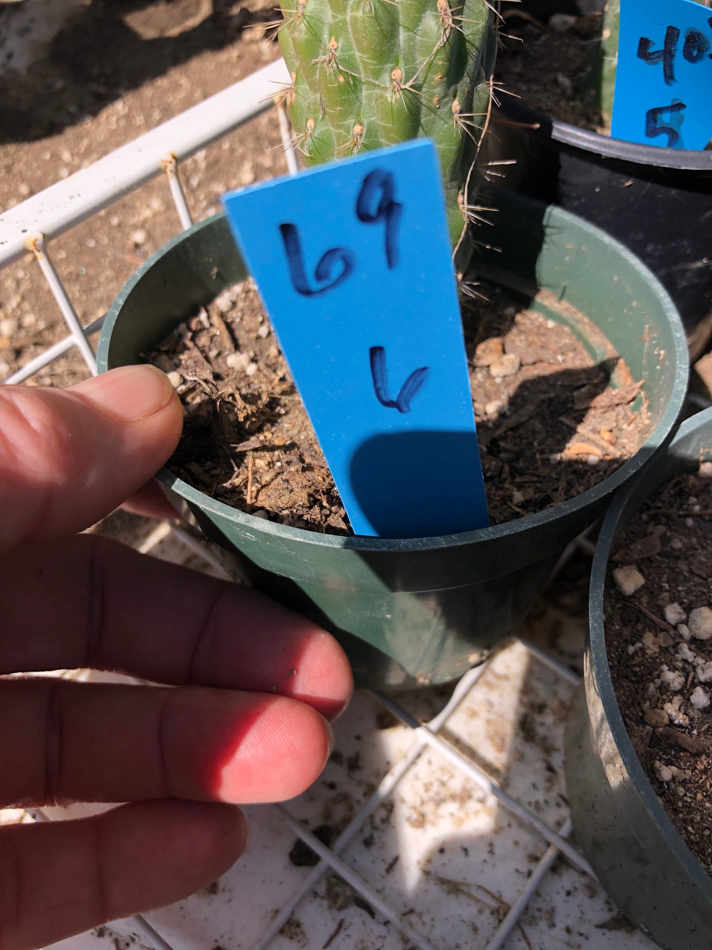 Cylindropuntia fulgida Cholla Boxing Glove Cactus Crest 6"Tall #69B