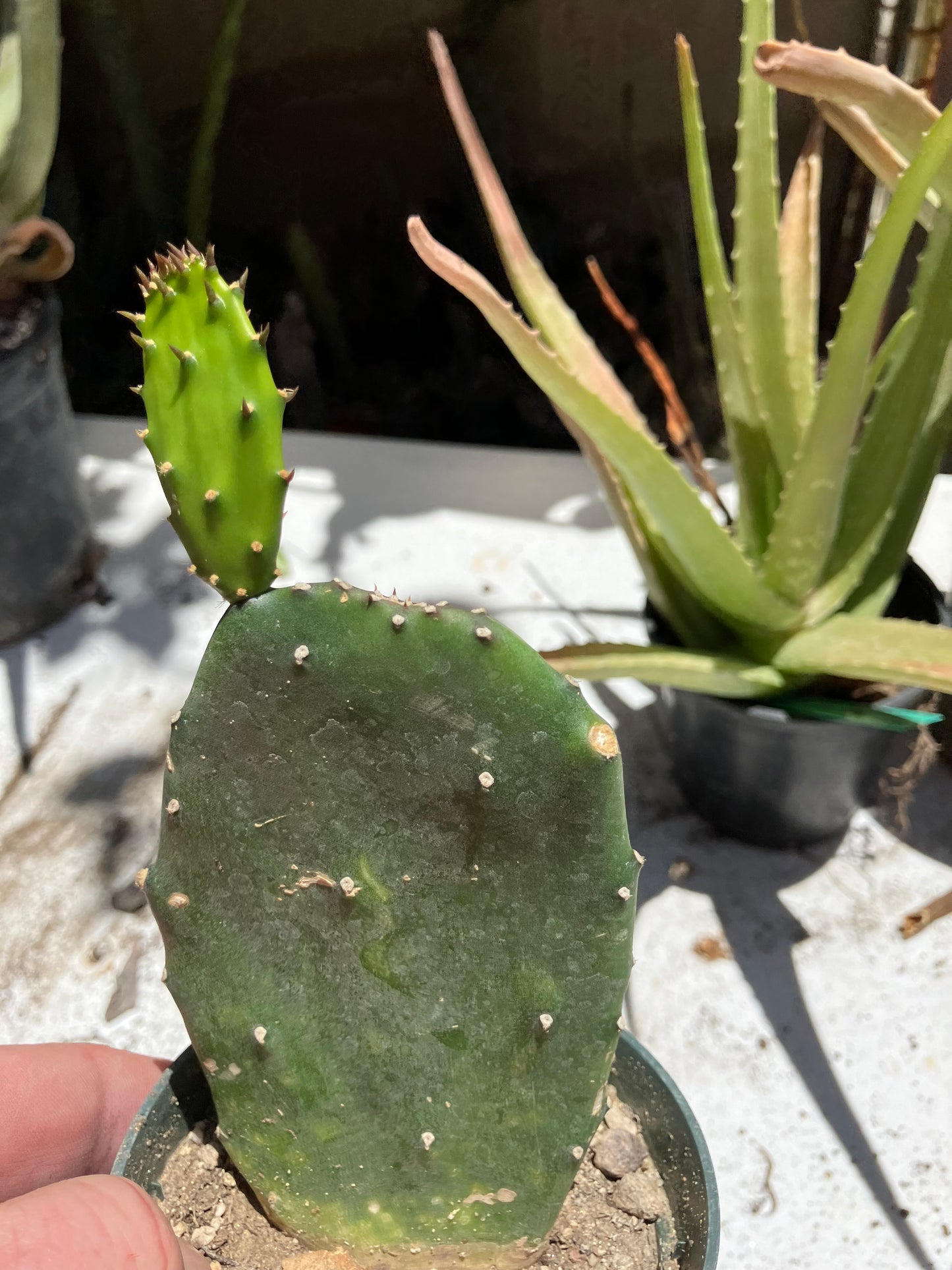 Opuntia Emerald wave Cactus 6”Tall 3" Wide #633W