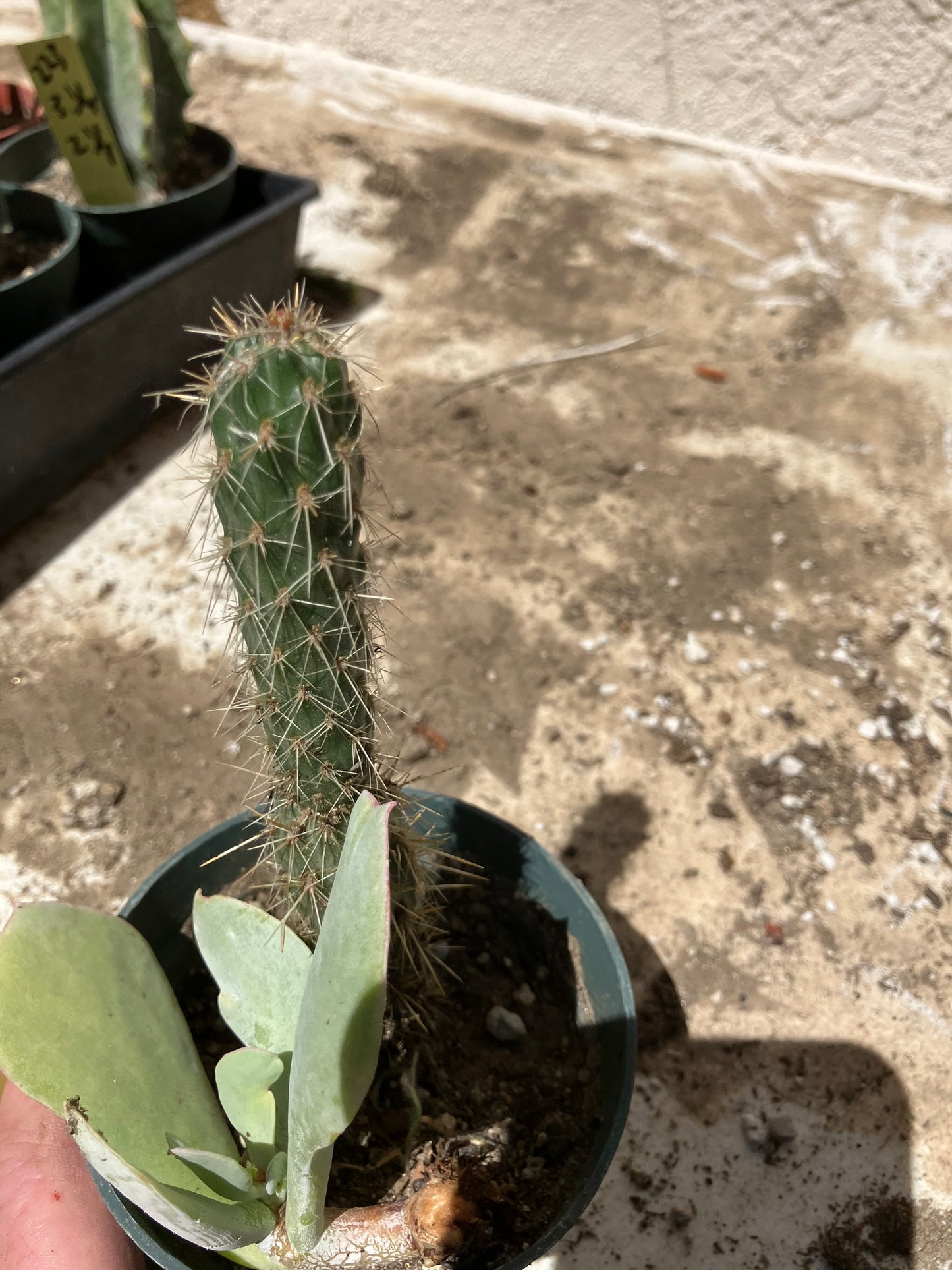 Cholla Cylindropuntia  Buckhorn 5”T #7Y