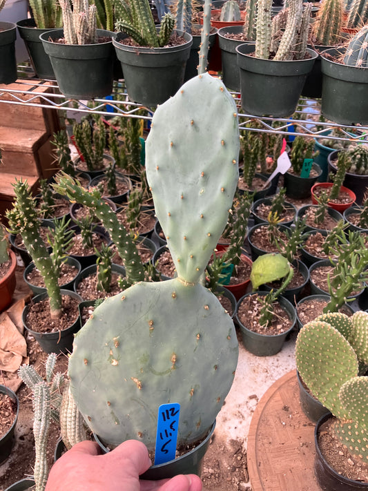 Opuntia robusta Dinner Plate Nopal Silver Dollar Cactus 11.5"Tall 5”Wide #112B