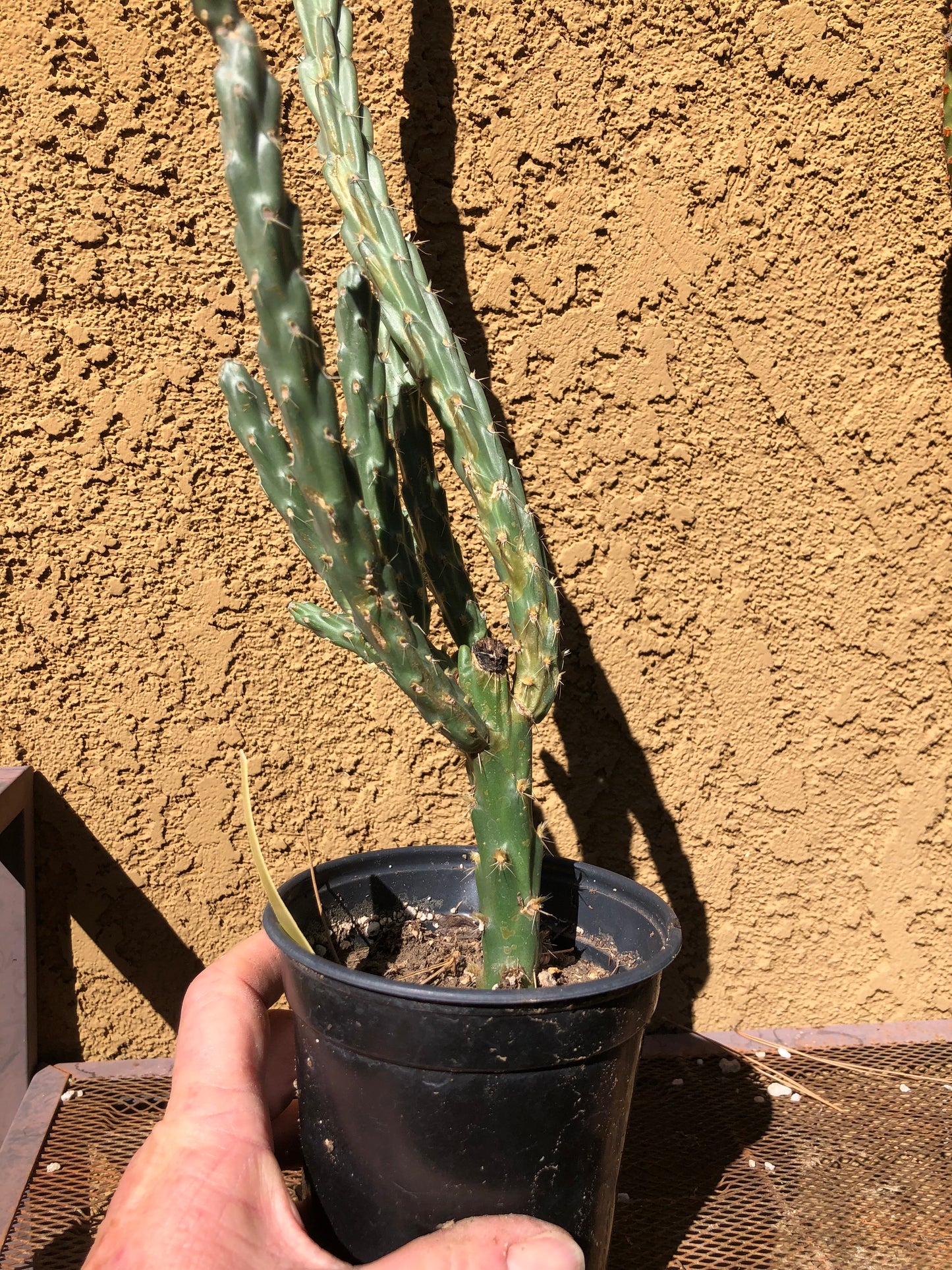 Cholla Cylindropuntia  Buckhorn Cactus 22”Tall #211Y