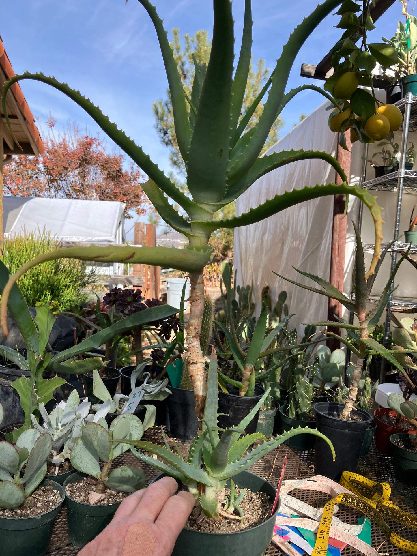 Aloe arborescens Torch Aloe 23"Tall 6Yr Old Succulent Plant #136R