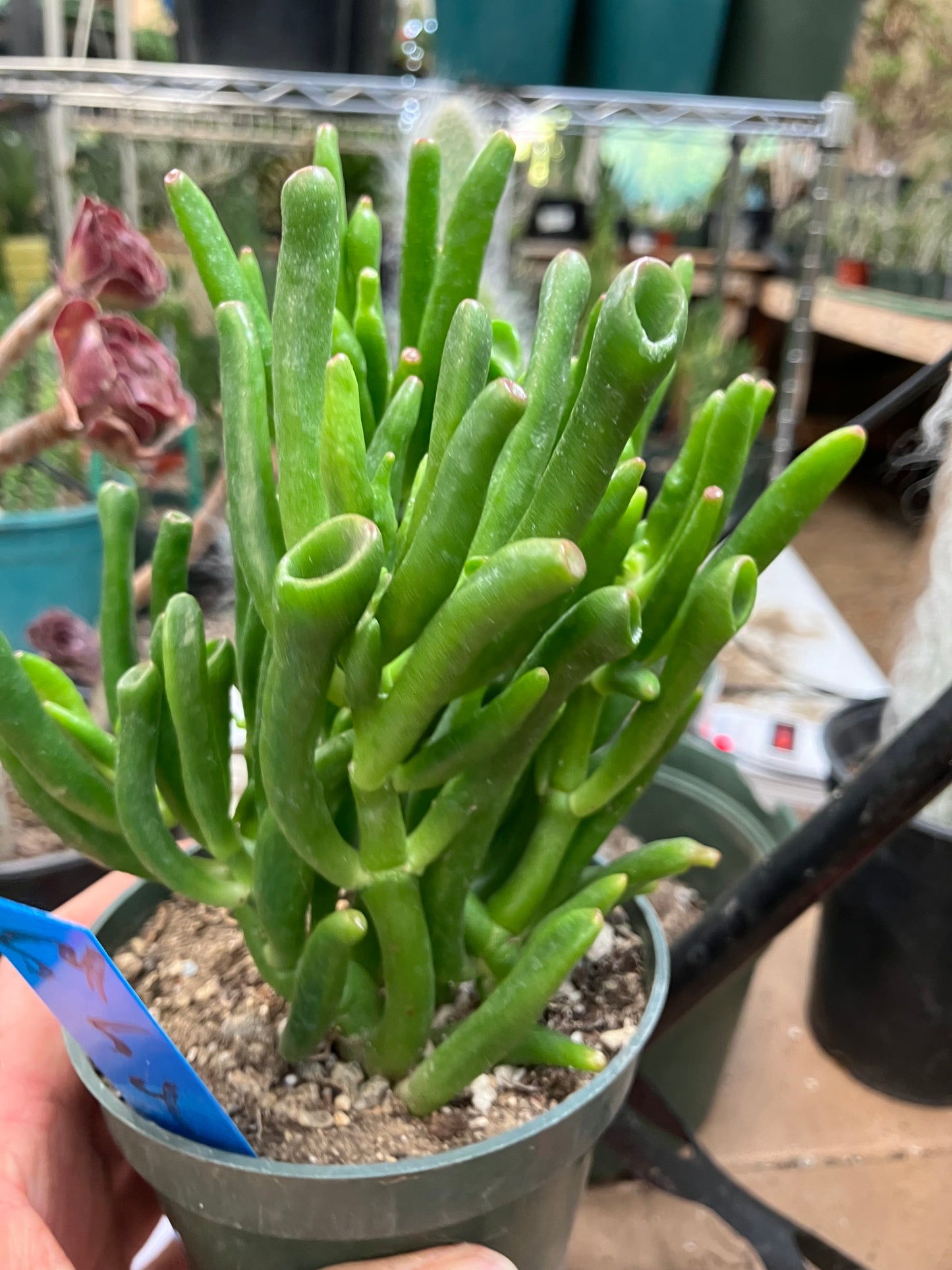 Crassula Gollum Jade Succulent Bonsai Style Living Plant 5”Tall 4" Wide #54B