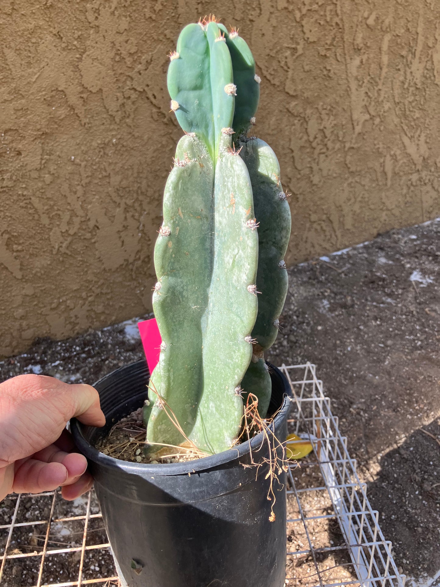 Cereus Peruvianus  Night Blooming 12"Tall  #120P