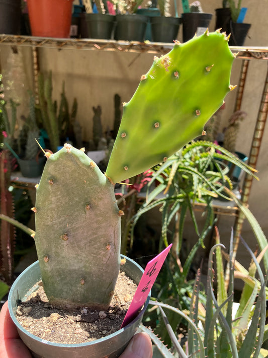 Opuntia Emerald wave Cactus 8”Tall  #8P*