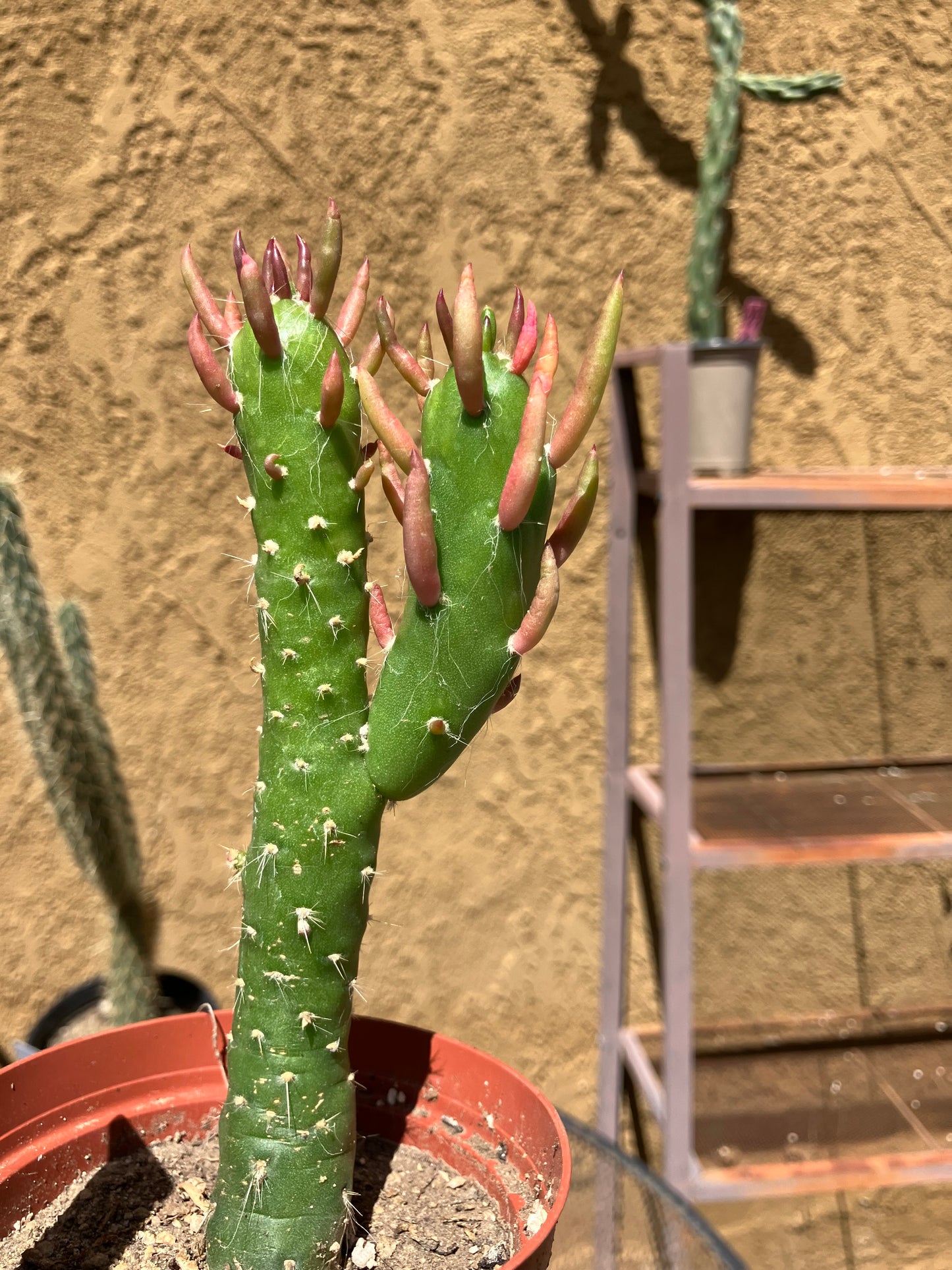 Austrocylindropuntia Cactus Gumbi Mini Eve's Needle 6"Tall #13W