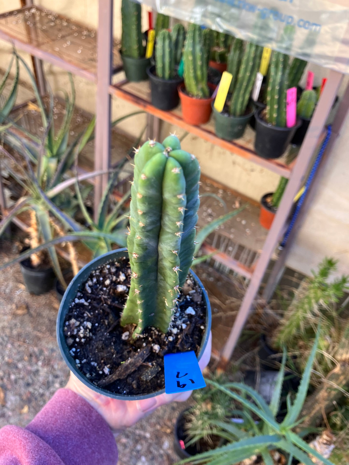 San Pedro Cactus - Trichocereus pachanoi 7"Tall #19B