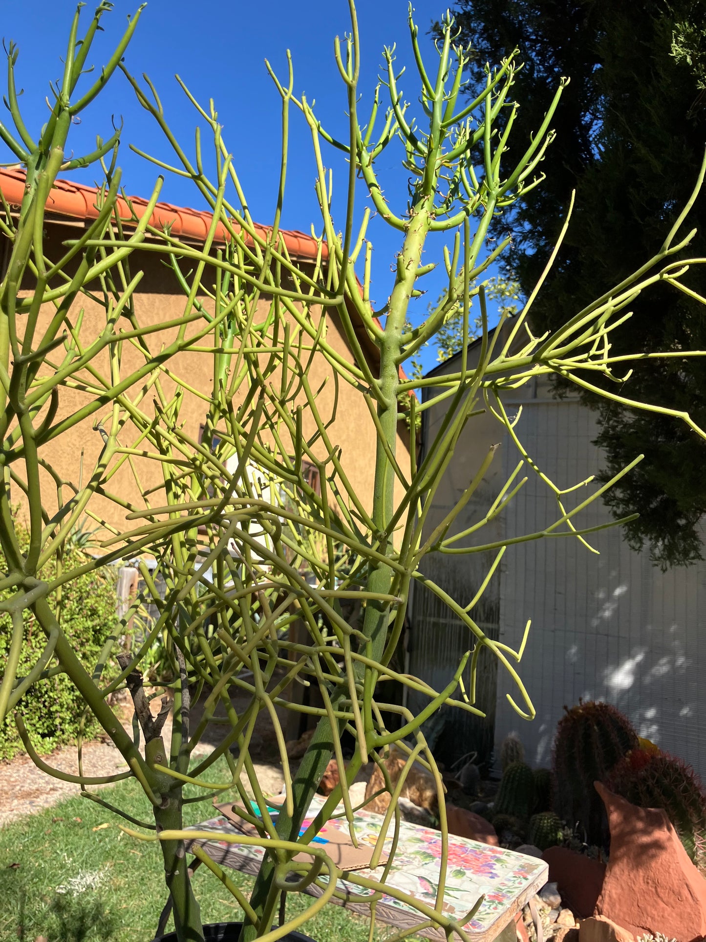 Euphorbia tirucalli Pencil Cactus/Succulent 39"Tall 27"Wide #28B