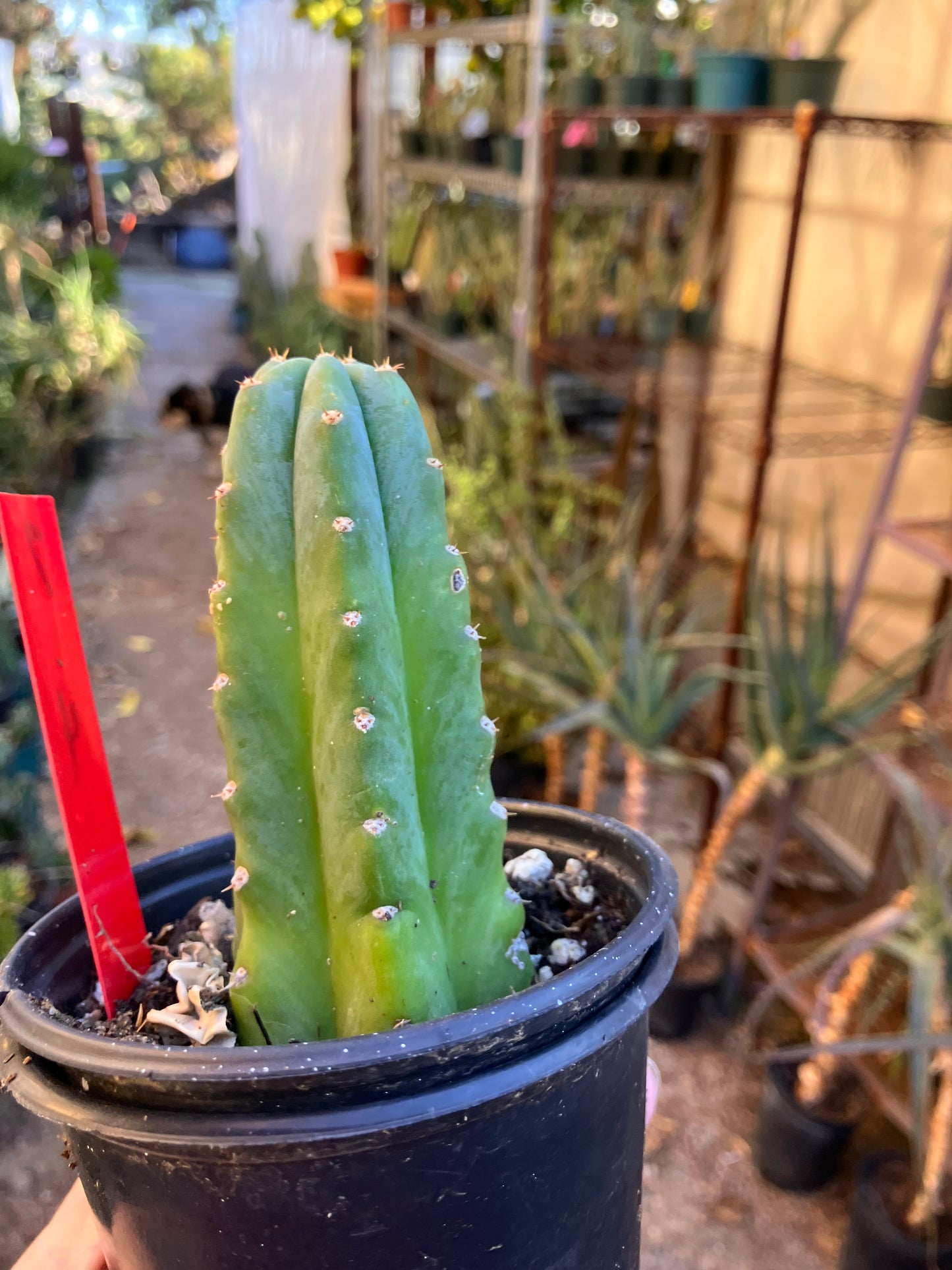 San Pedro Cactus - Trichocereus pachanoi 4"Tall #7R