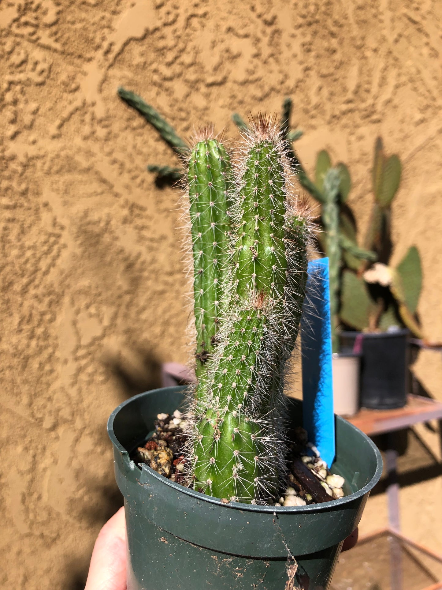 Echinocereus pensilis Snake Cactus Plant 6"Tall #60B